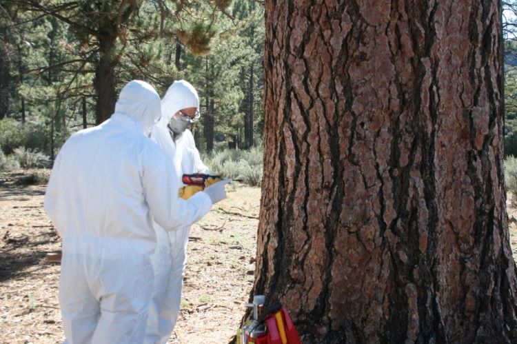 Realizan control de plagas en zonas forestales de BC
