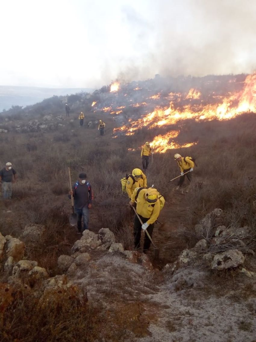 Controlados incendios forestales de Ensenada, Tecate y Playas de Rosarito: Conafor