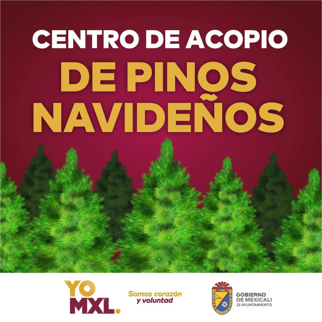 Instala Gobierno municipal centros de acopio para que los mexicaleses depositen sus pinos de navidad.