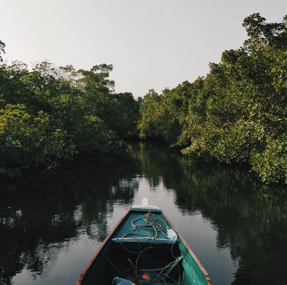 Bosques de mangle, aliados clave para hacer frente al cambio climático