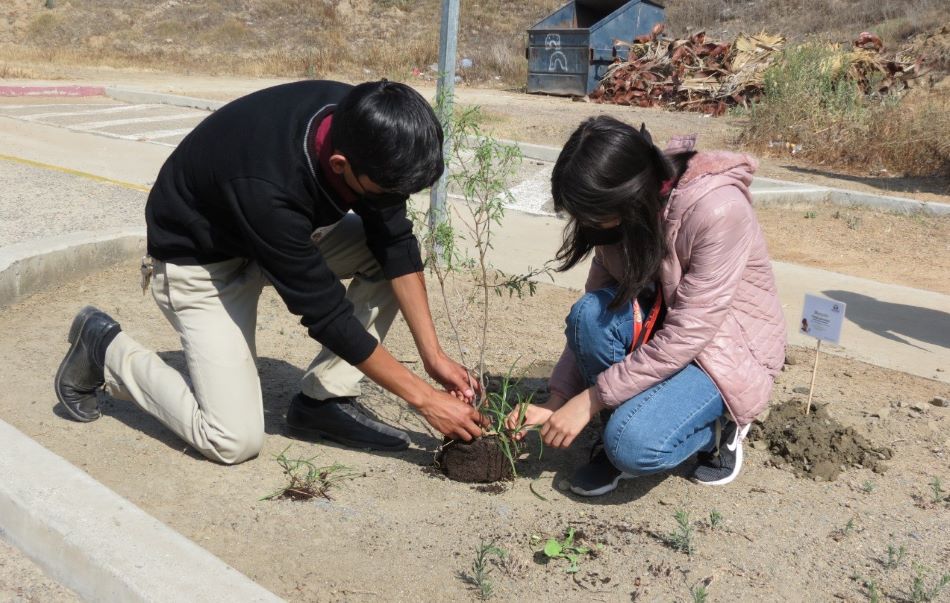 Con reforestación, celebra Conafor el  Día Nacional del Árbol en Baja California