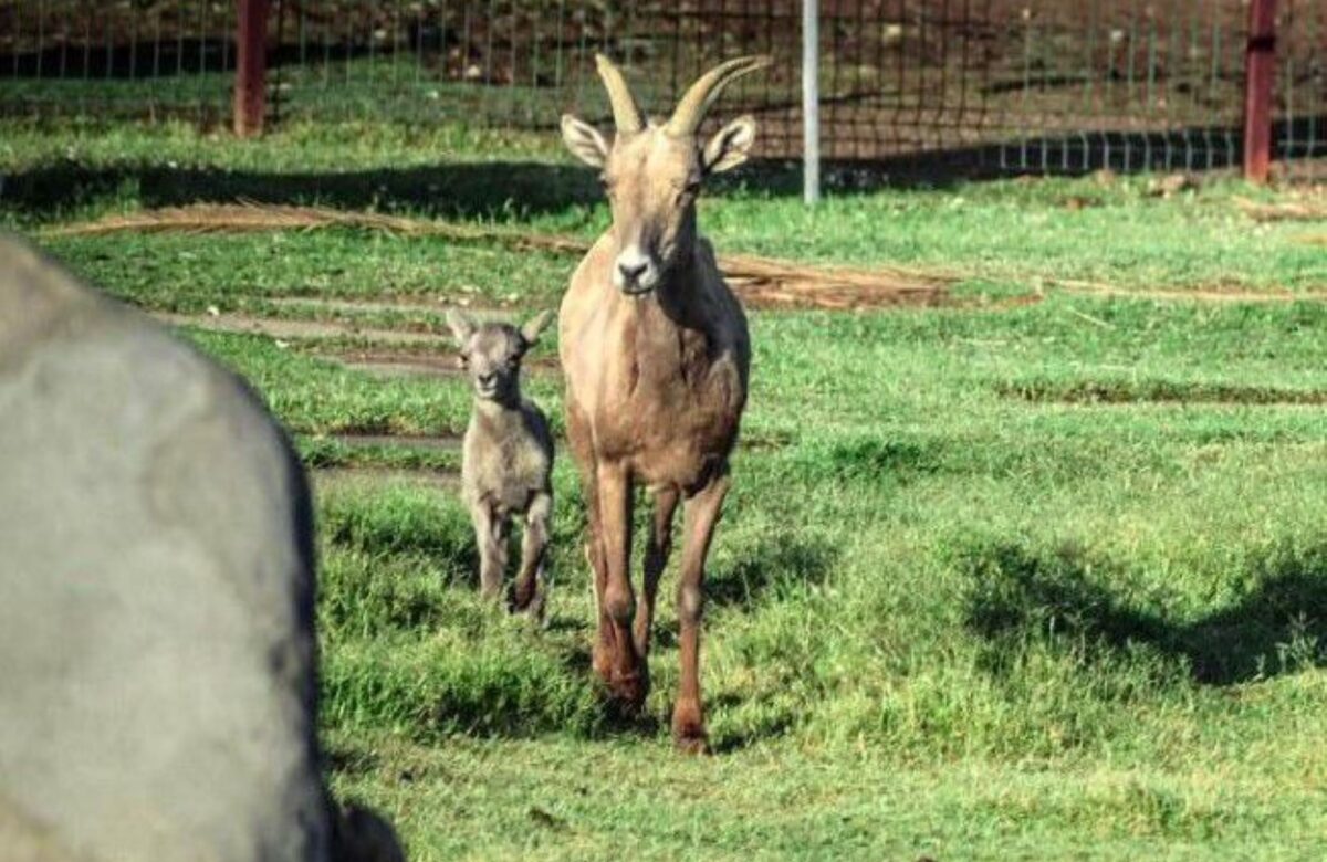 Nació segundo borrego cimarrón en Bosque de la ciudad