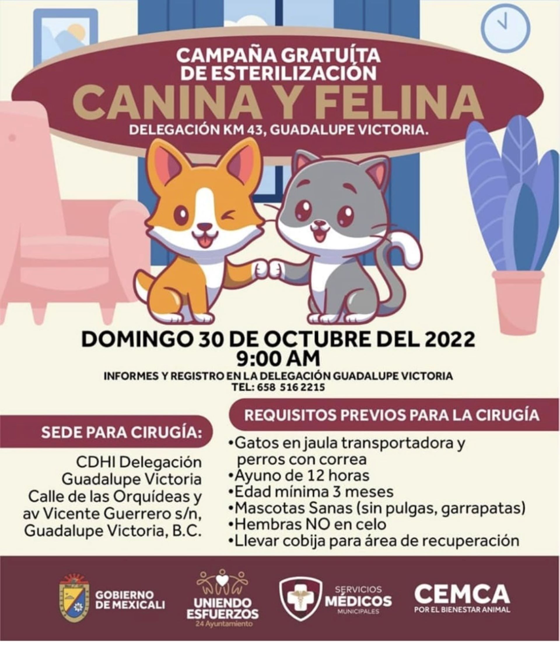 Realizará Gobierno Municipal campaña de esterilización gratuita para mascotas en zona Valle