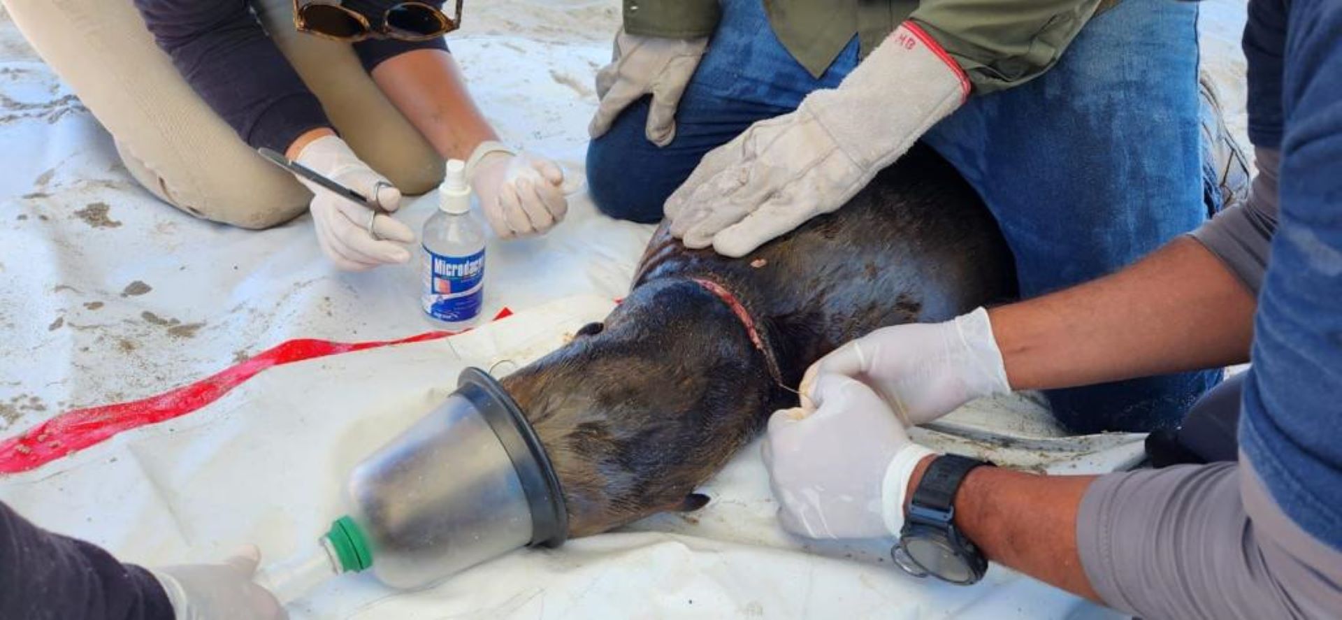 Coordinan operativo especial de desenmalle de lobos marinos en Islas del Golfo de California