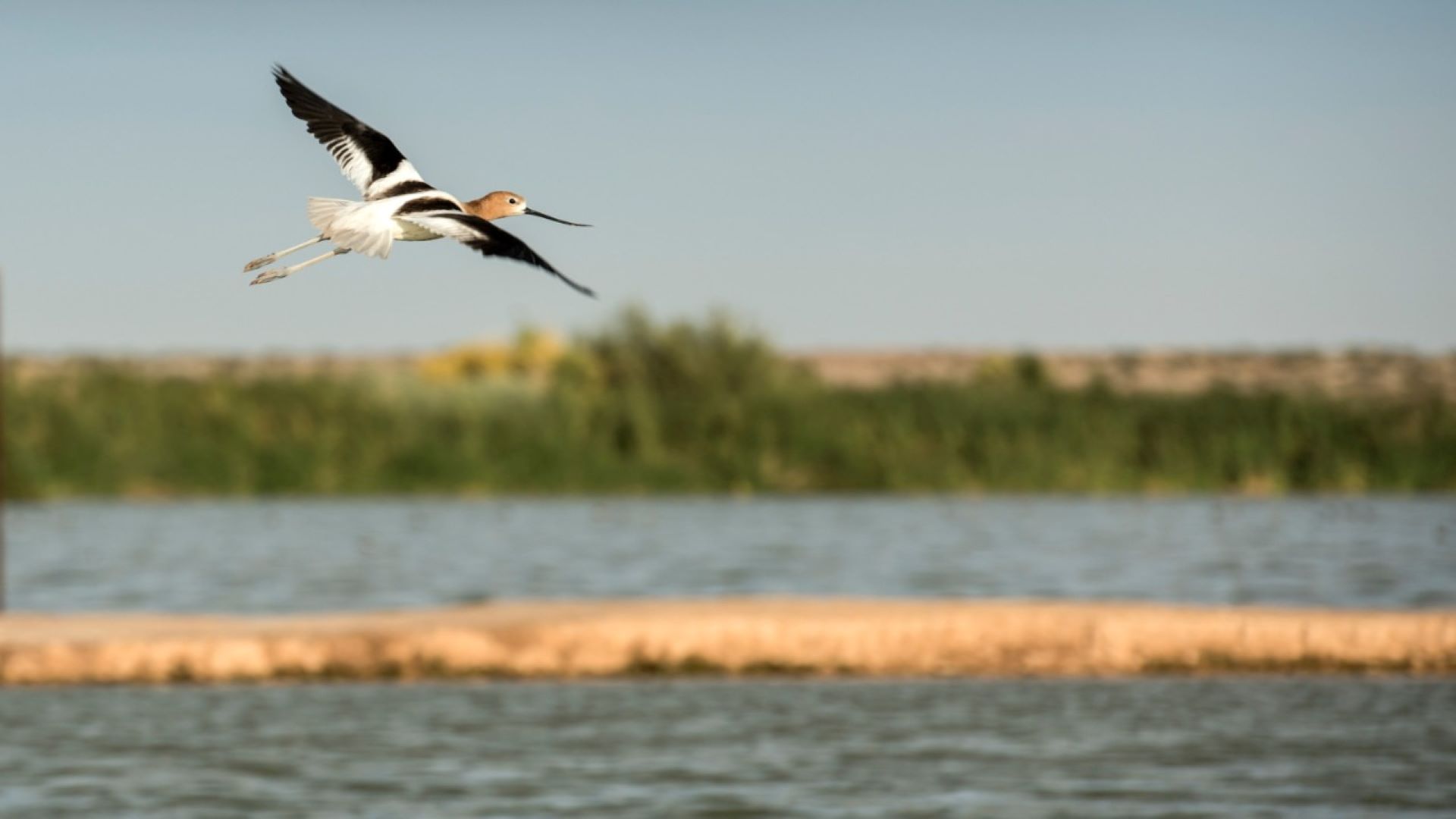 Promueve Cespm conservación de los humedales