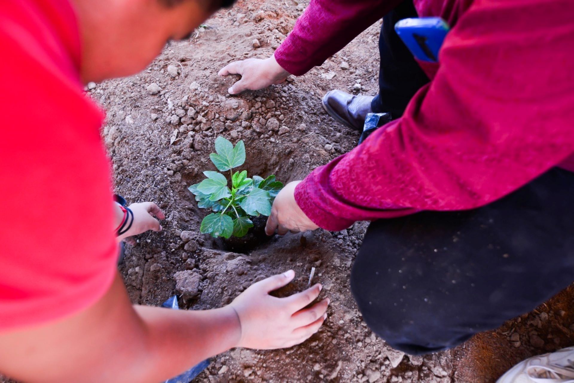 Fortalece DIF BC su programa de huertos comunitarios y escolares