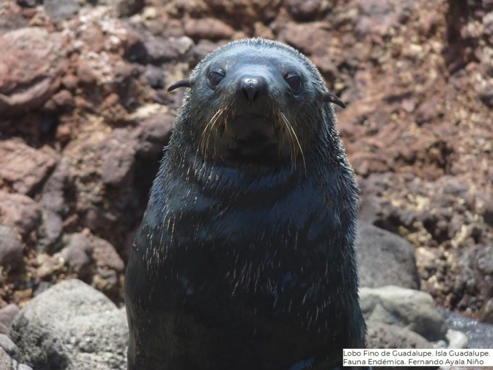 Se publicó modificación al Programa de Manejo de la Reserva de la Biosfera Isla Guadalupe