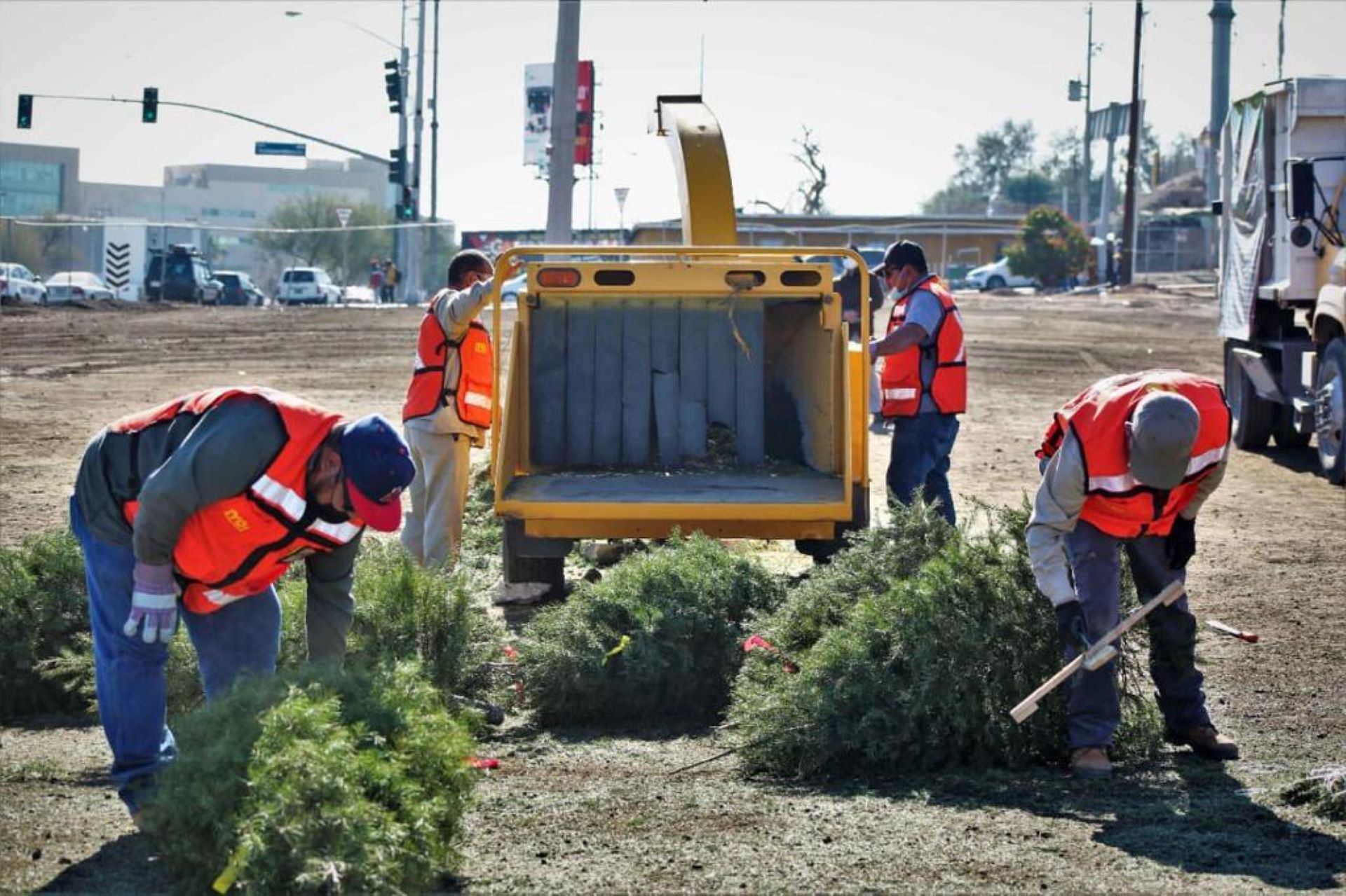 Habilitará el Gobierno de Mexicali centros de acopio de pinos naturales usados en festividades decembrinas