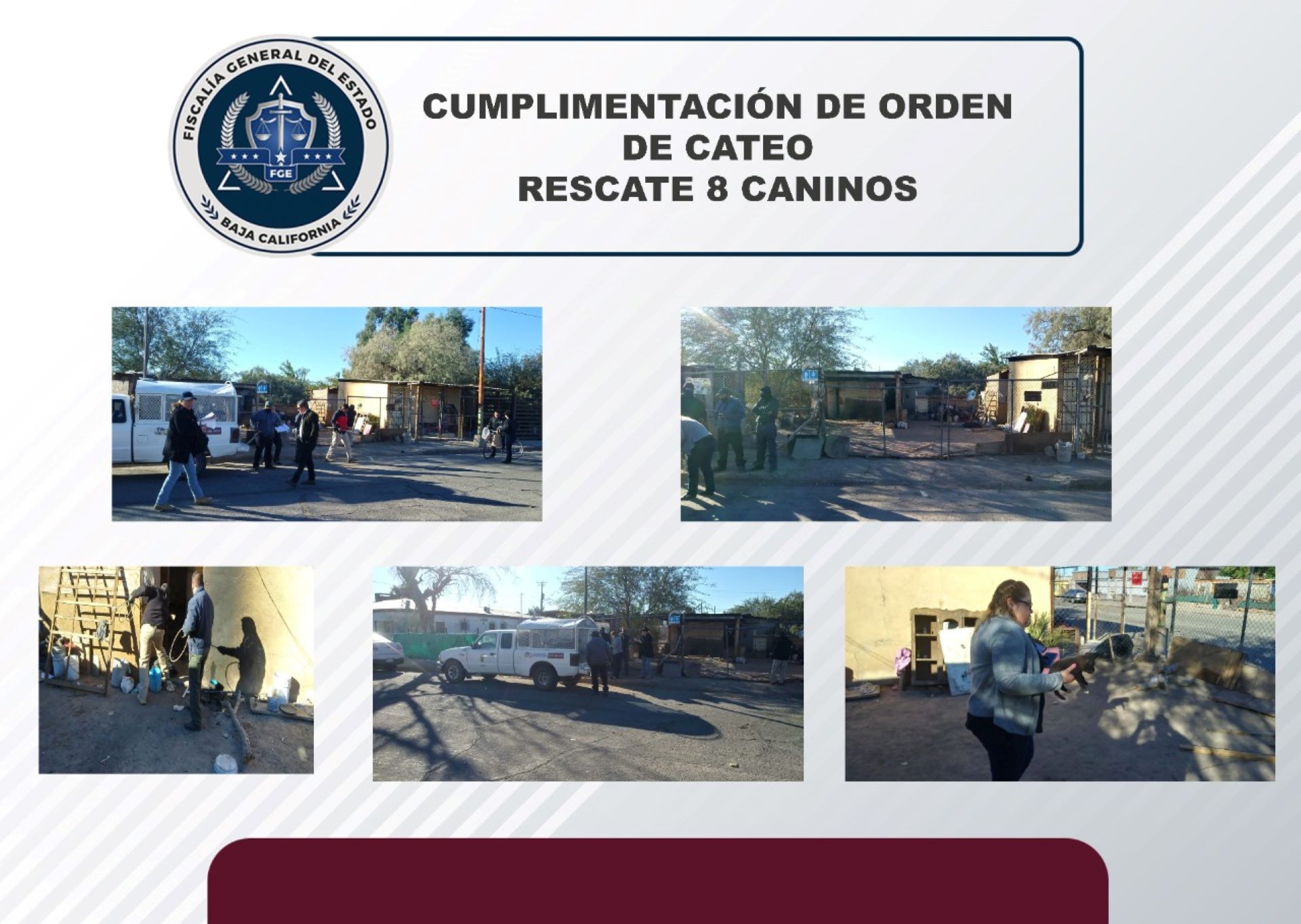 Logra Fiscalía Regional rescate de ocho caninos tras cateo