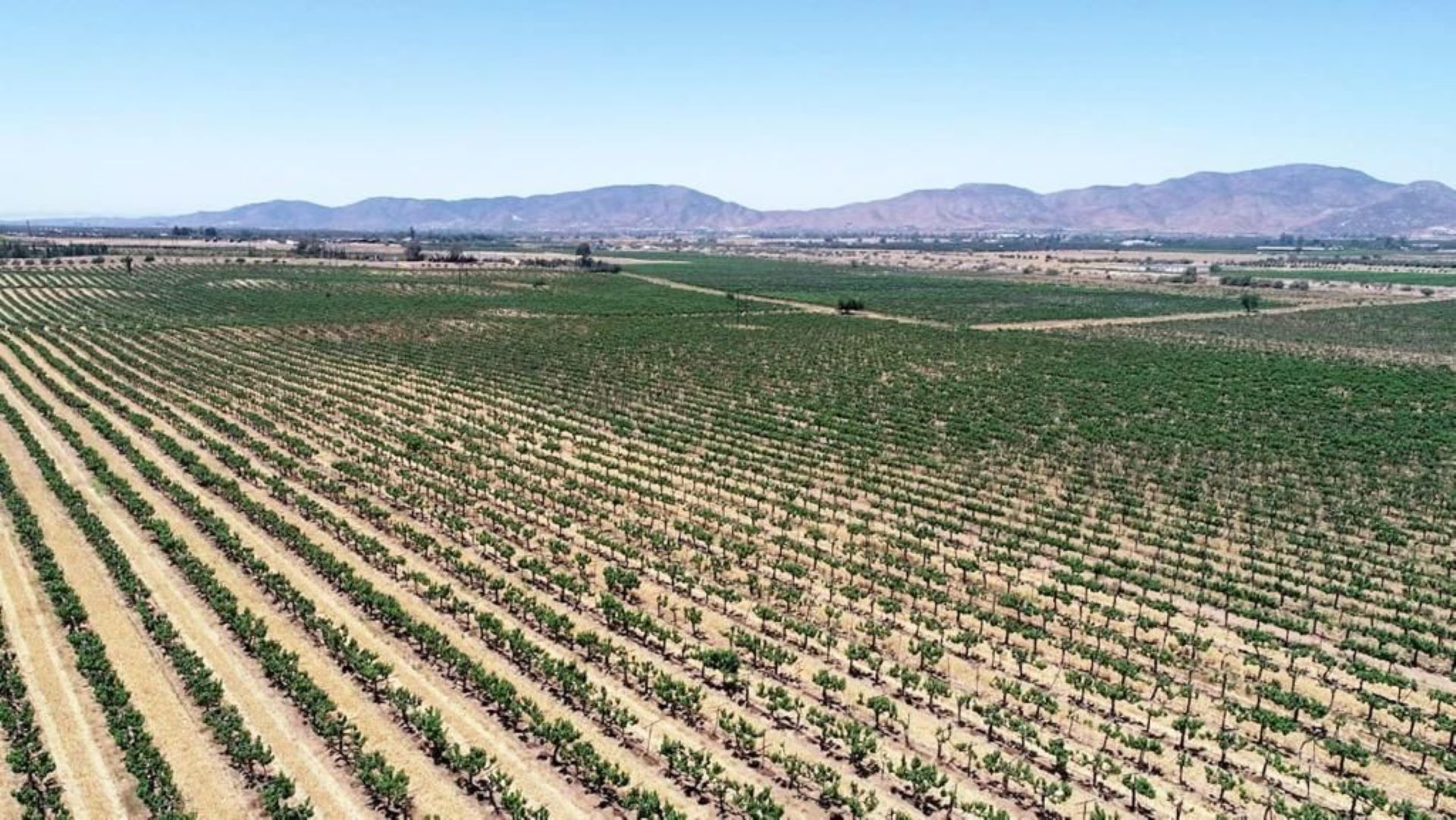 Celebra Armando Ayala que Valle de Guadalupe sea el destino más hospitalario de México