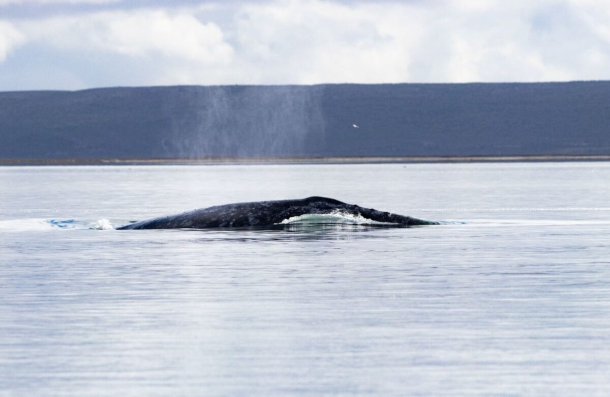 El conteo de la ballena gris en la Reserva de la Biosfera El Vizcaíno arroja  mil 364 ejemplares