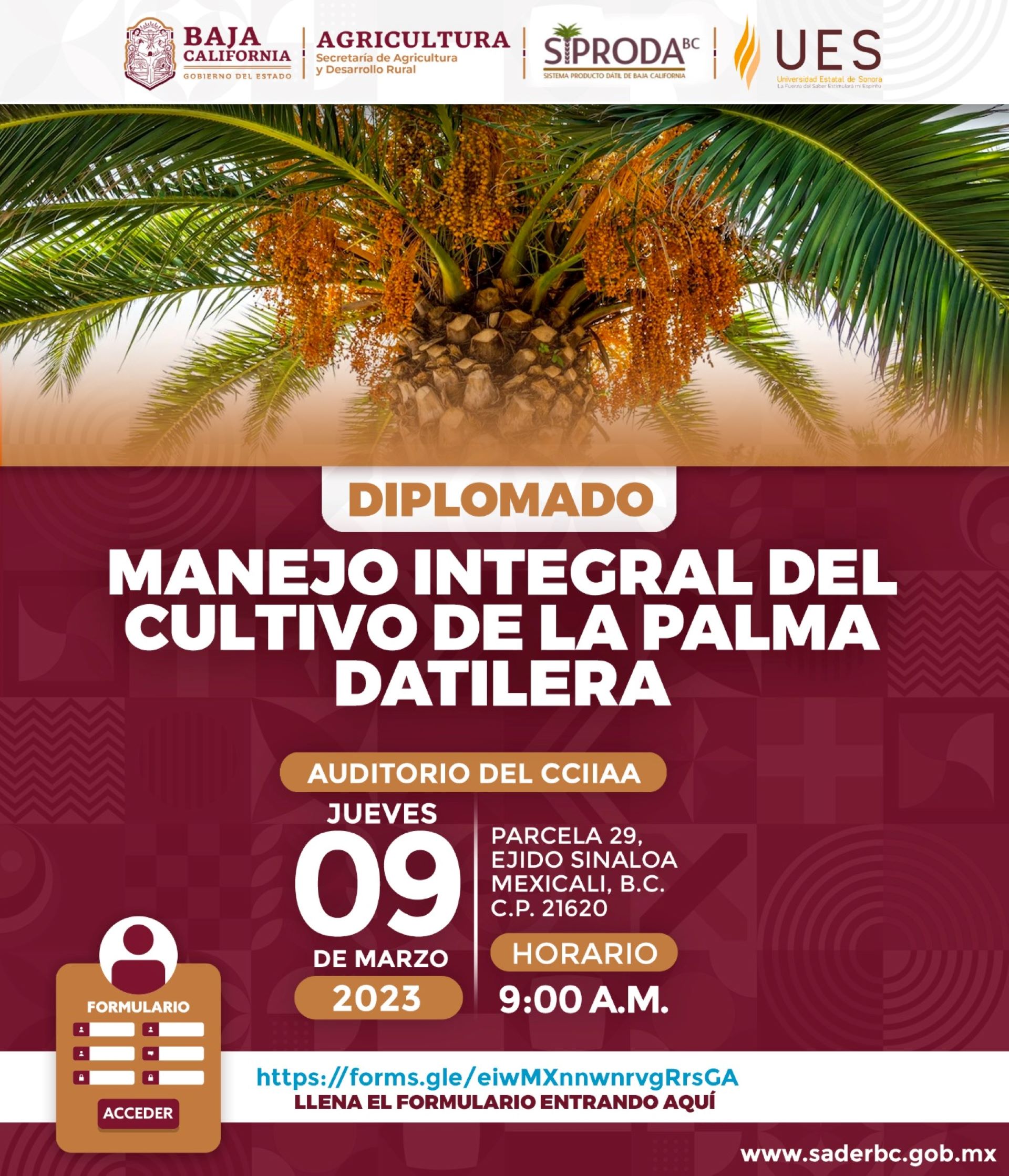 Iniciará el 9 de marzo el Diplomado “Manejo  Integral del Cultivo de la Palma Datilera”