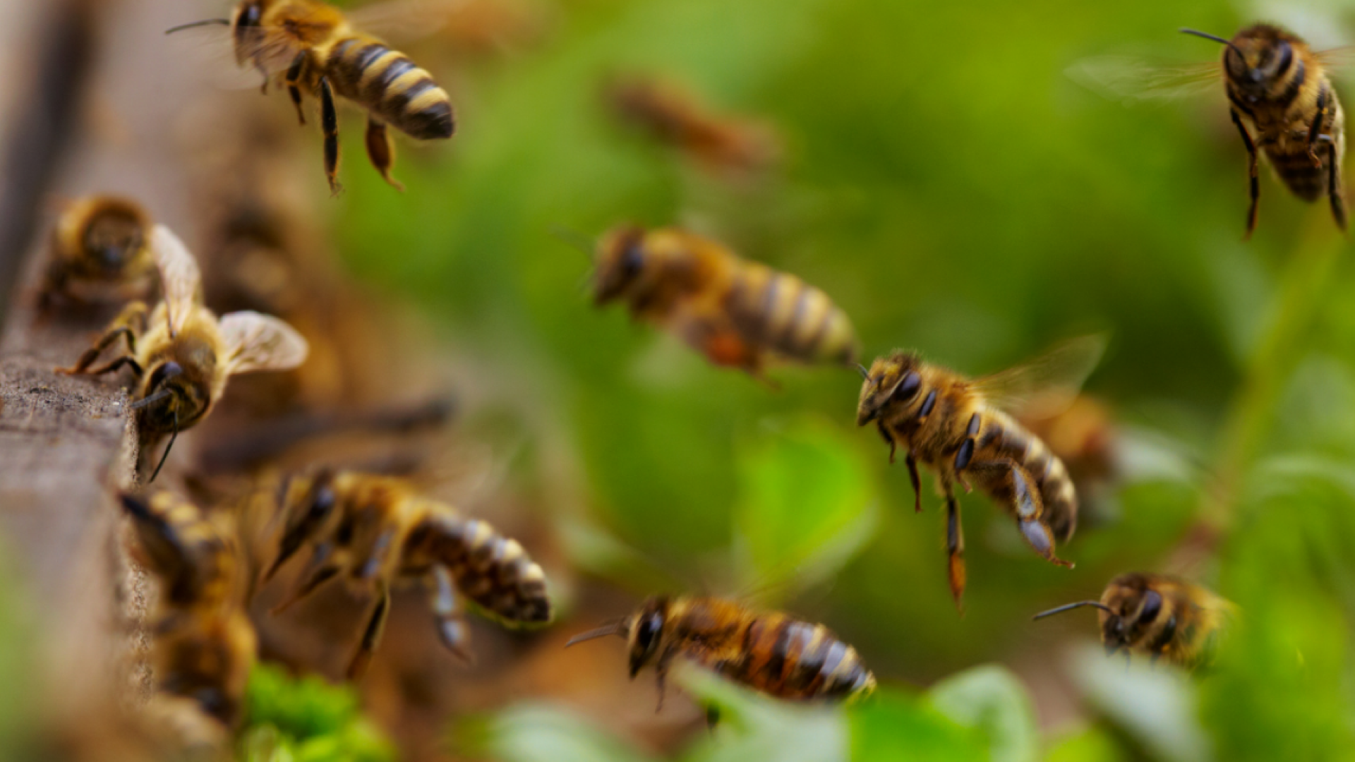 Recomiendan extremar precauciones en “Semana Santa” por presencia de abejas