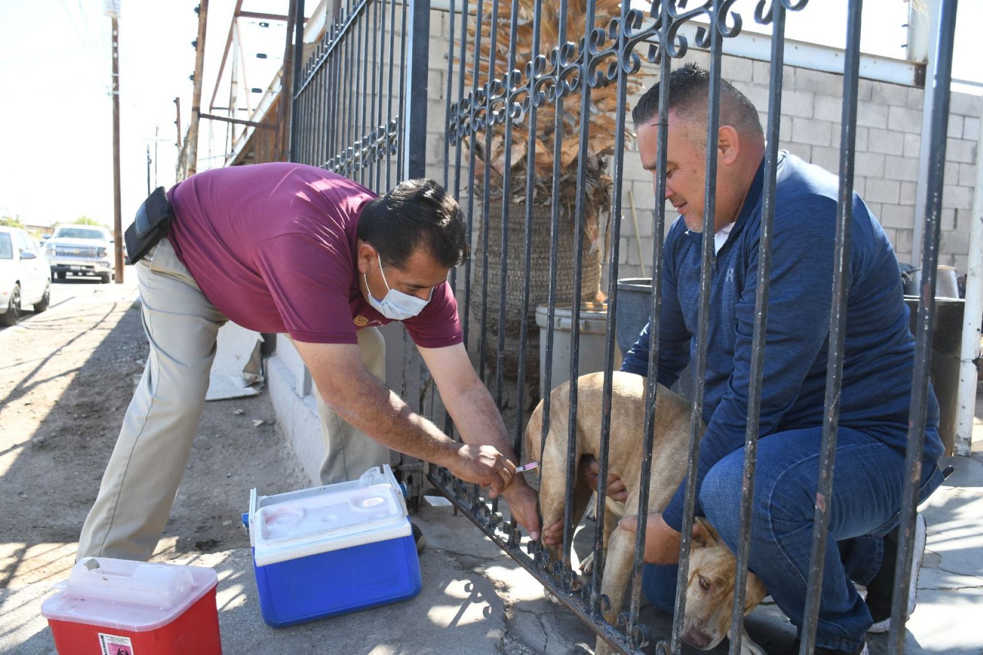 Amplían vacunación antirrábica para perros y gatos en Mexicali