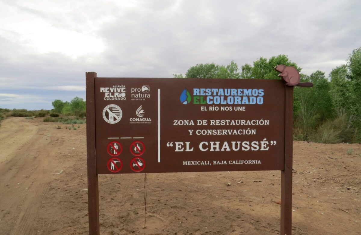 Avanza la restauración ecológica en el delta del Río Colorado