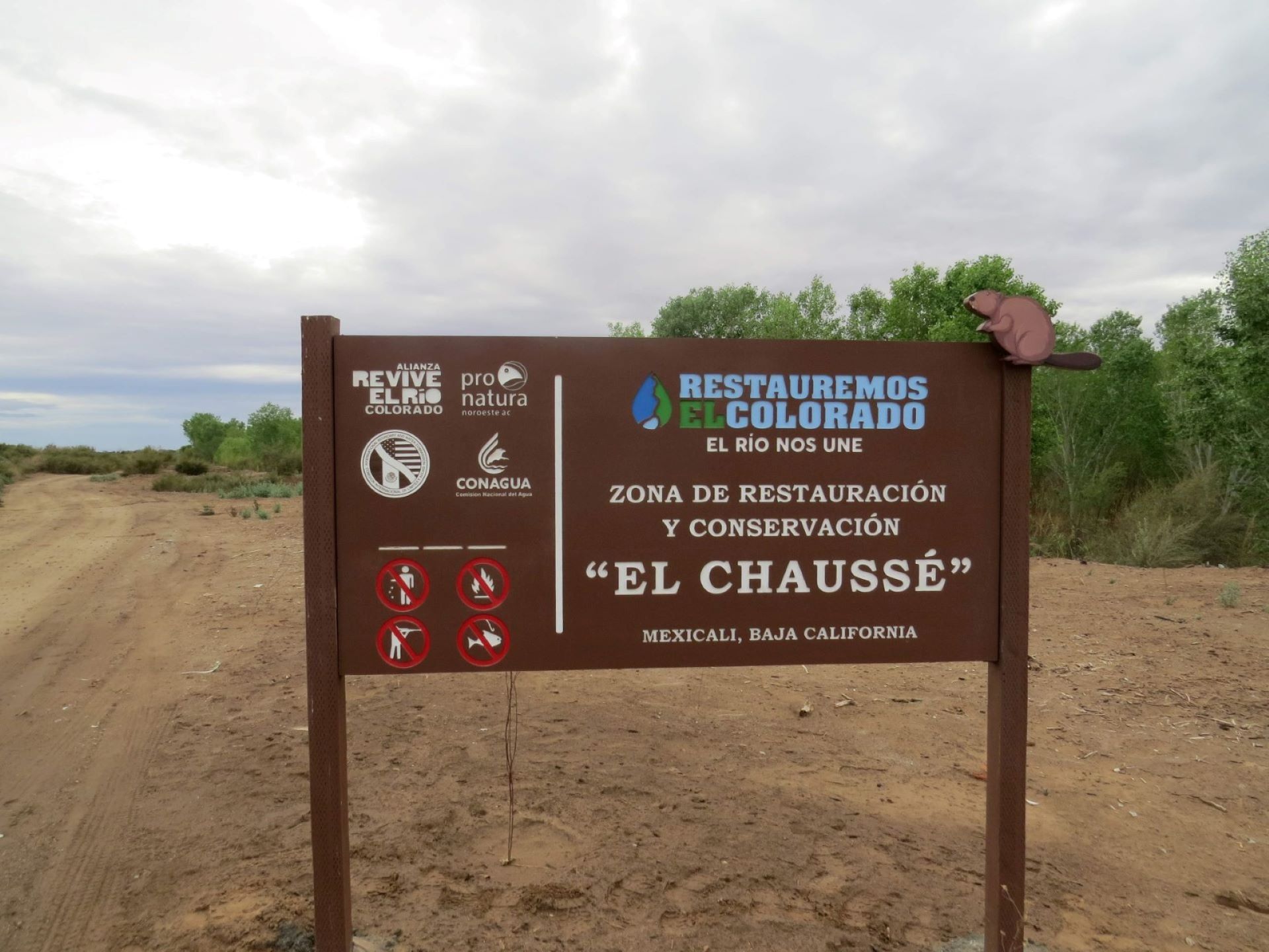 Avanza la restauración ecológica en el delta del Río Colorado