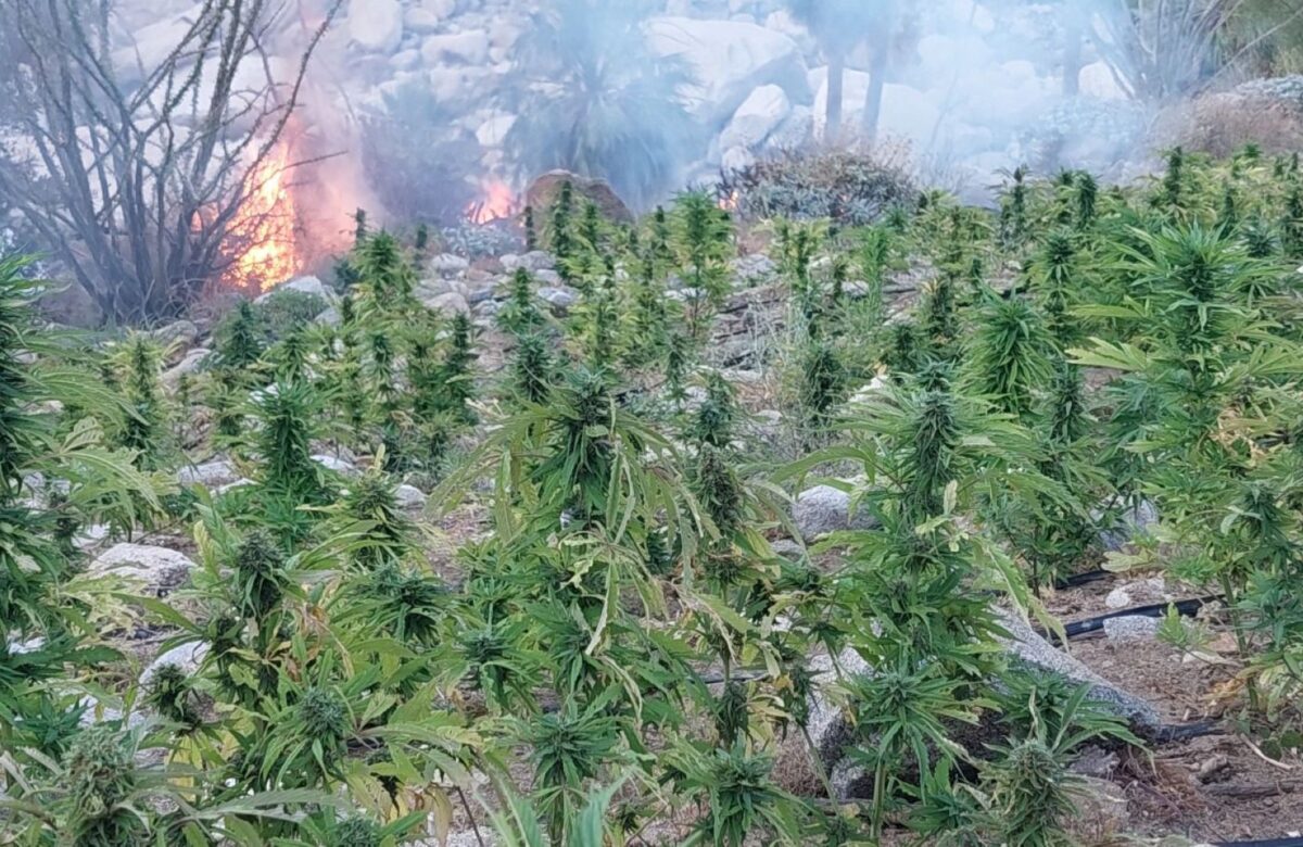 Localizan y destruyen FESC y Sedena 16 plantíos de marihuana en la Laguna Salada