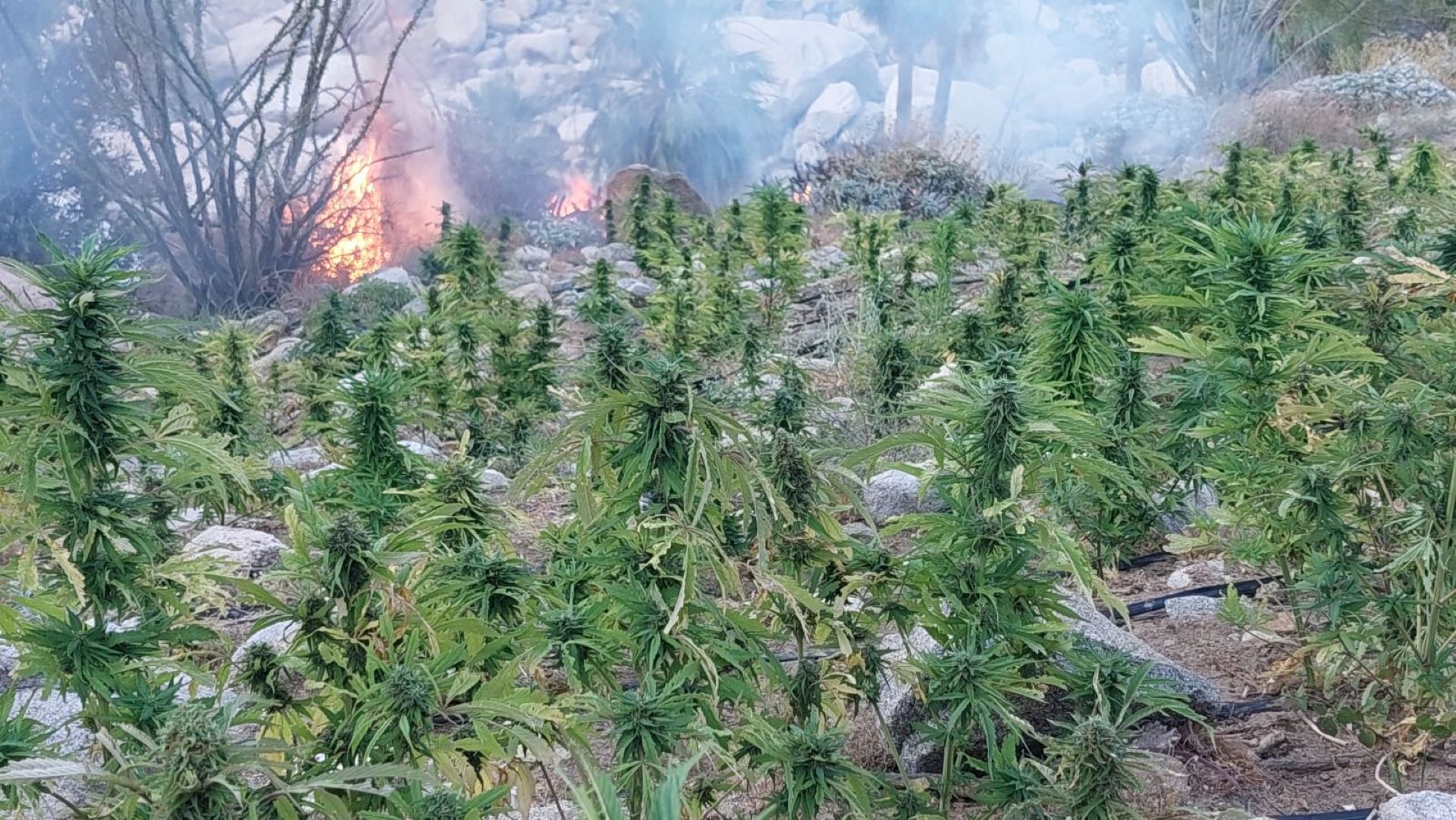 Localizan y destruyen FESC y Sedena 16 plantíos de marihuana en la Laguna Salada