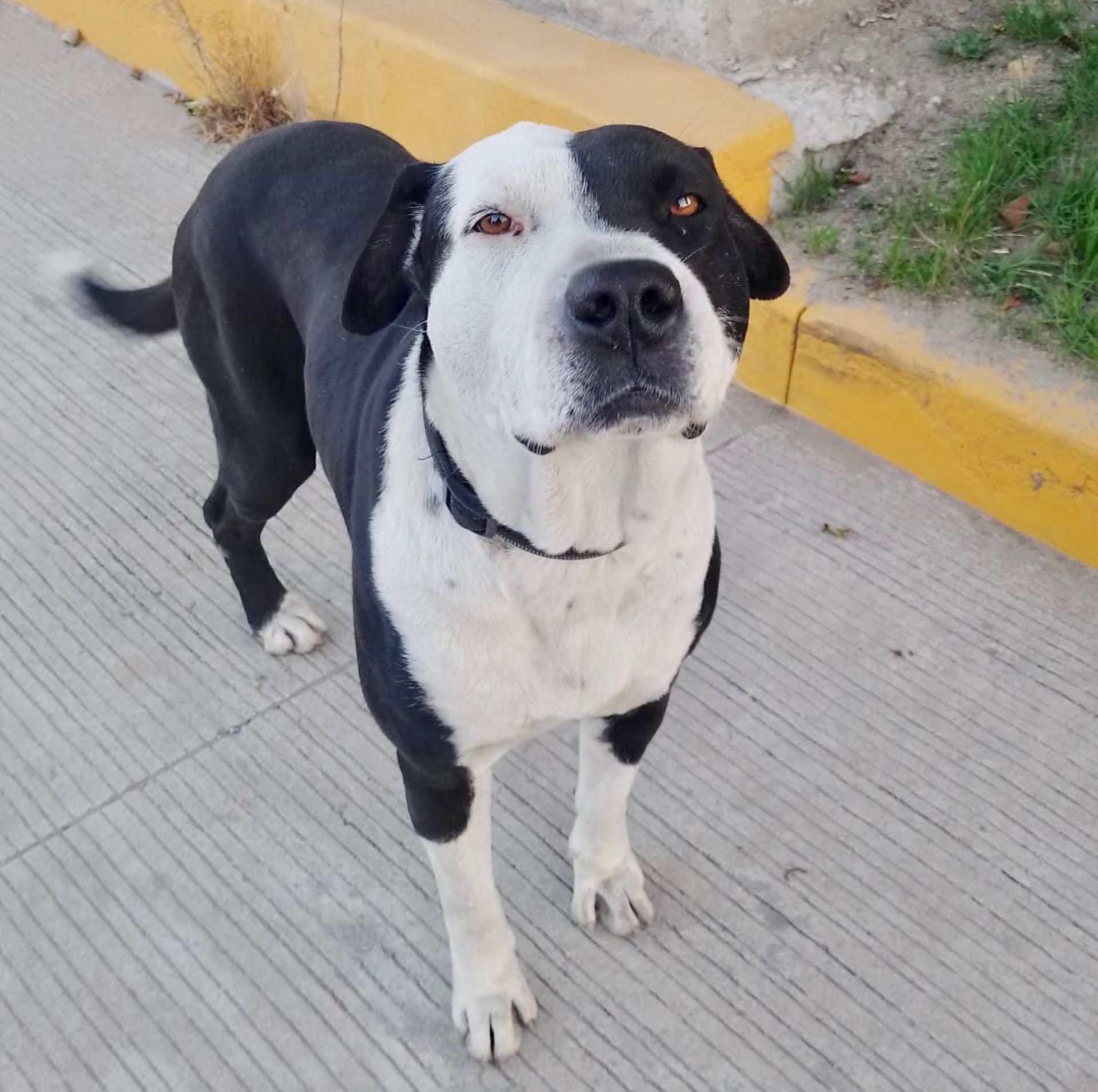 Concientiza SMADS sobre perros en situación de calle