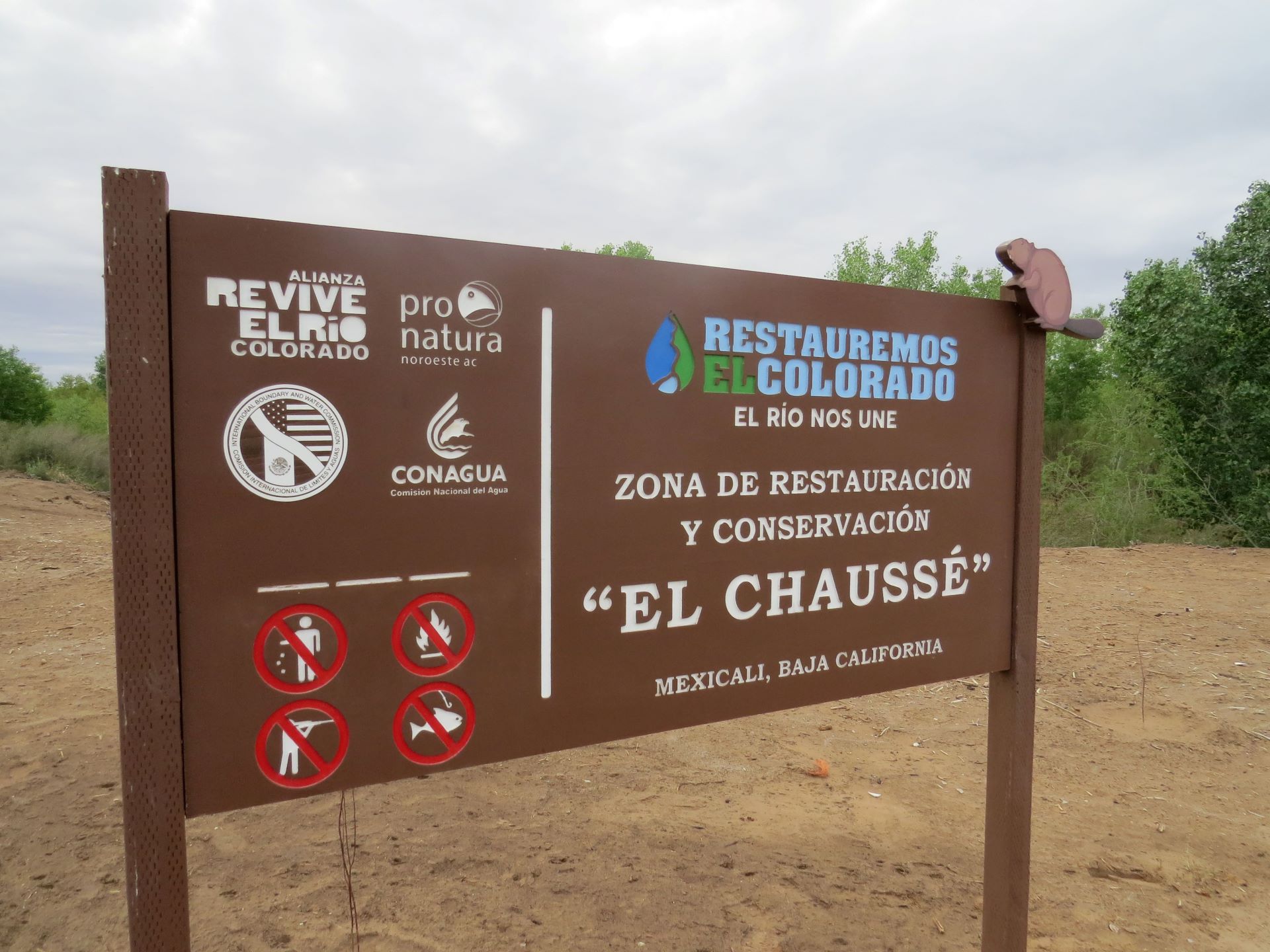 Ocho años de restauración de bosques en el Río Colorado