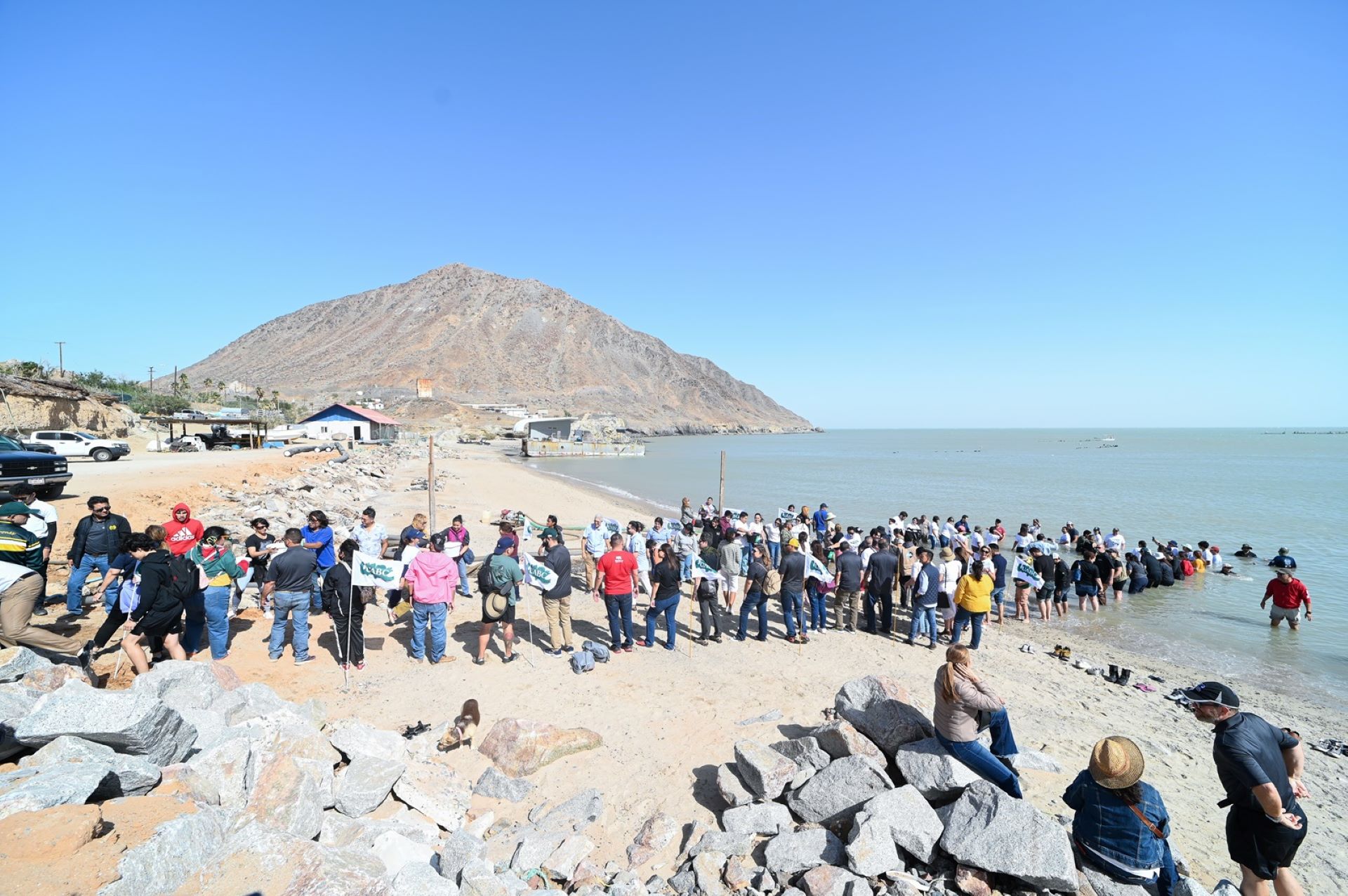 La comunidad cimarrona liberó setenta mil totoabas en el Golfo de California