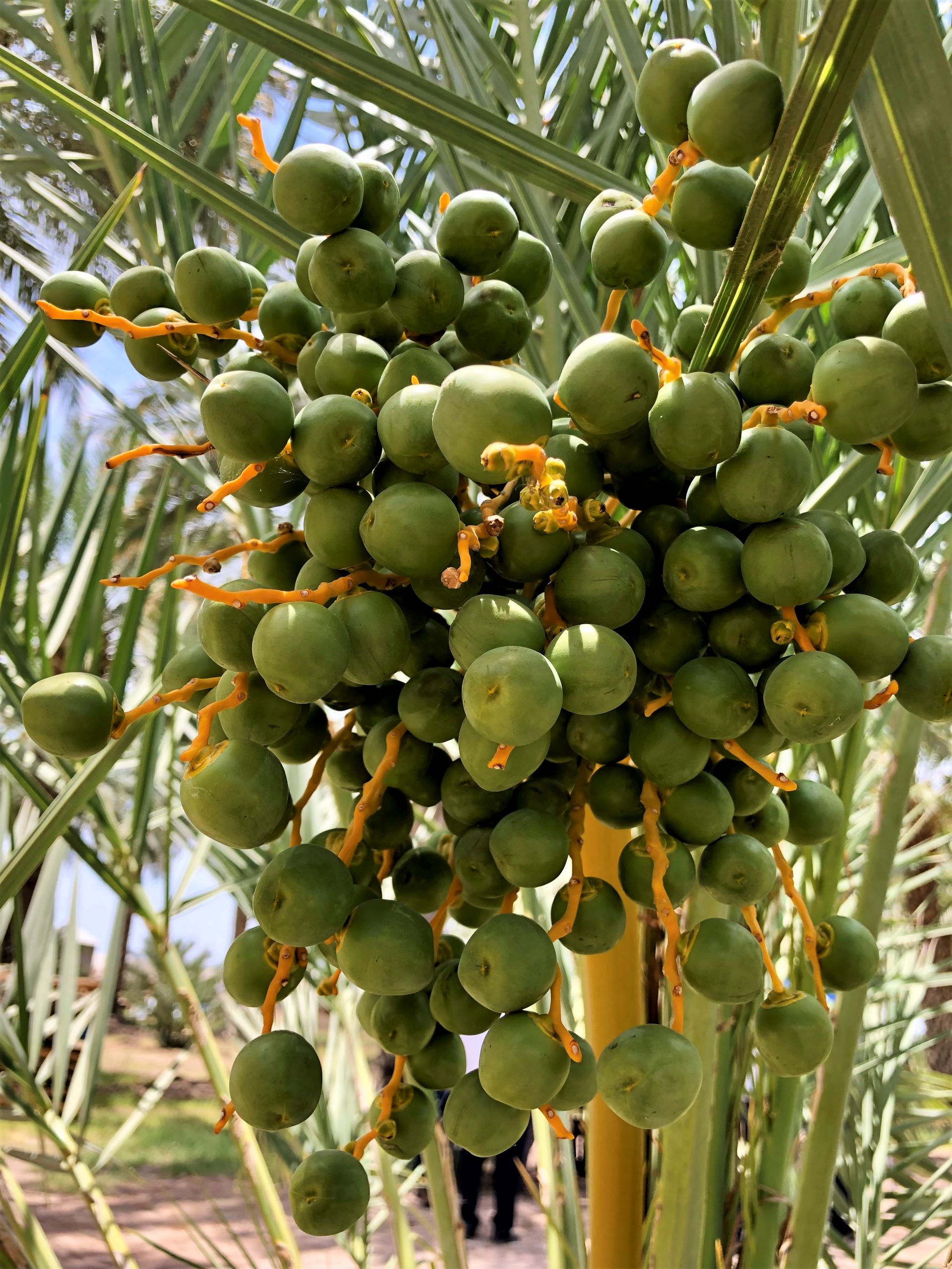 Cuenta el Valle de Mexicali con productores capacitados para el manejo del cultivo del dátil