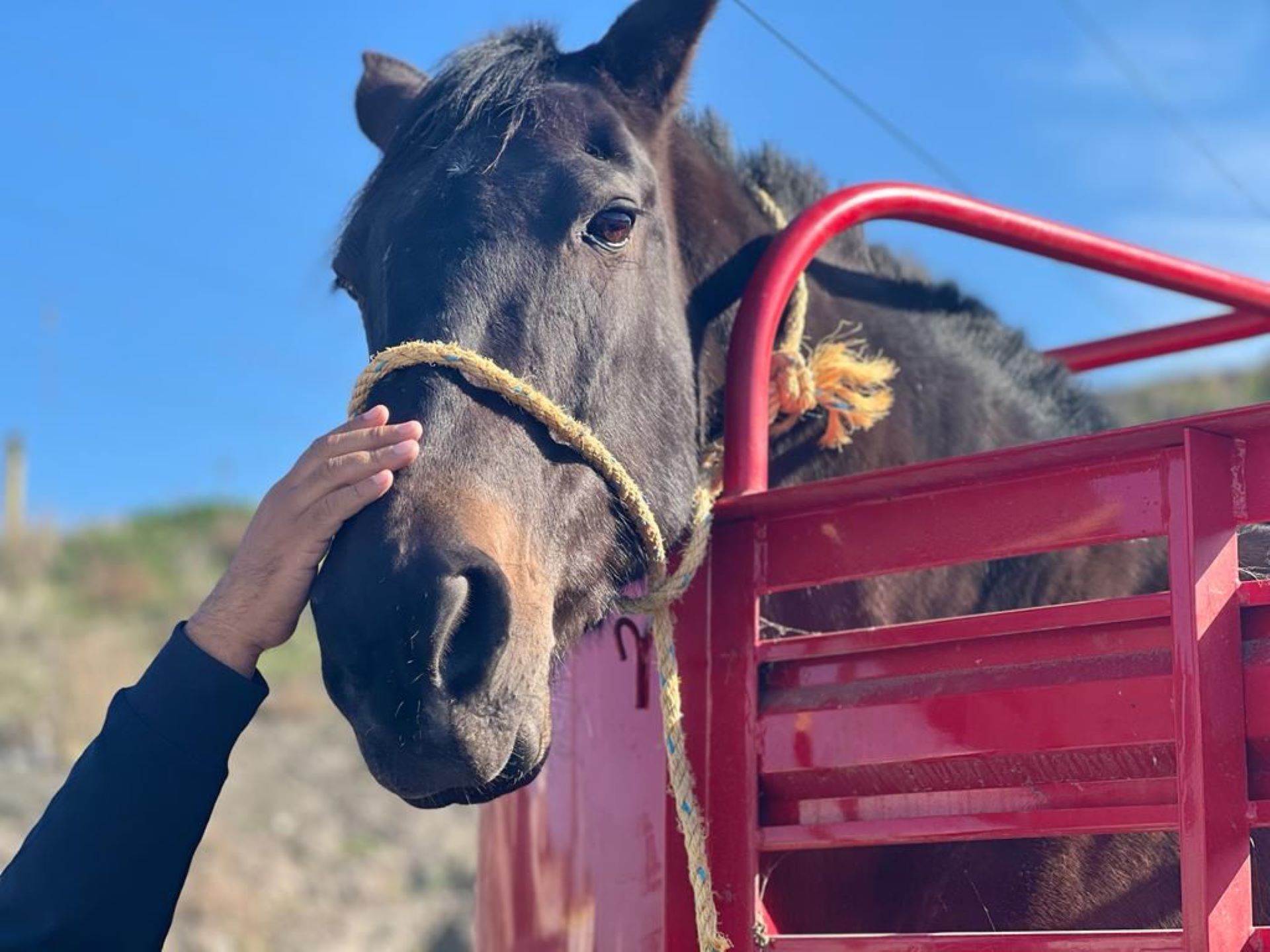 Secretaría de Medio Ambiente rescata a equino por maltrato animal