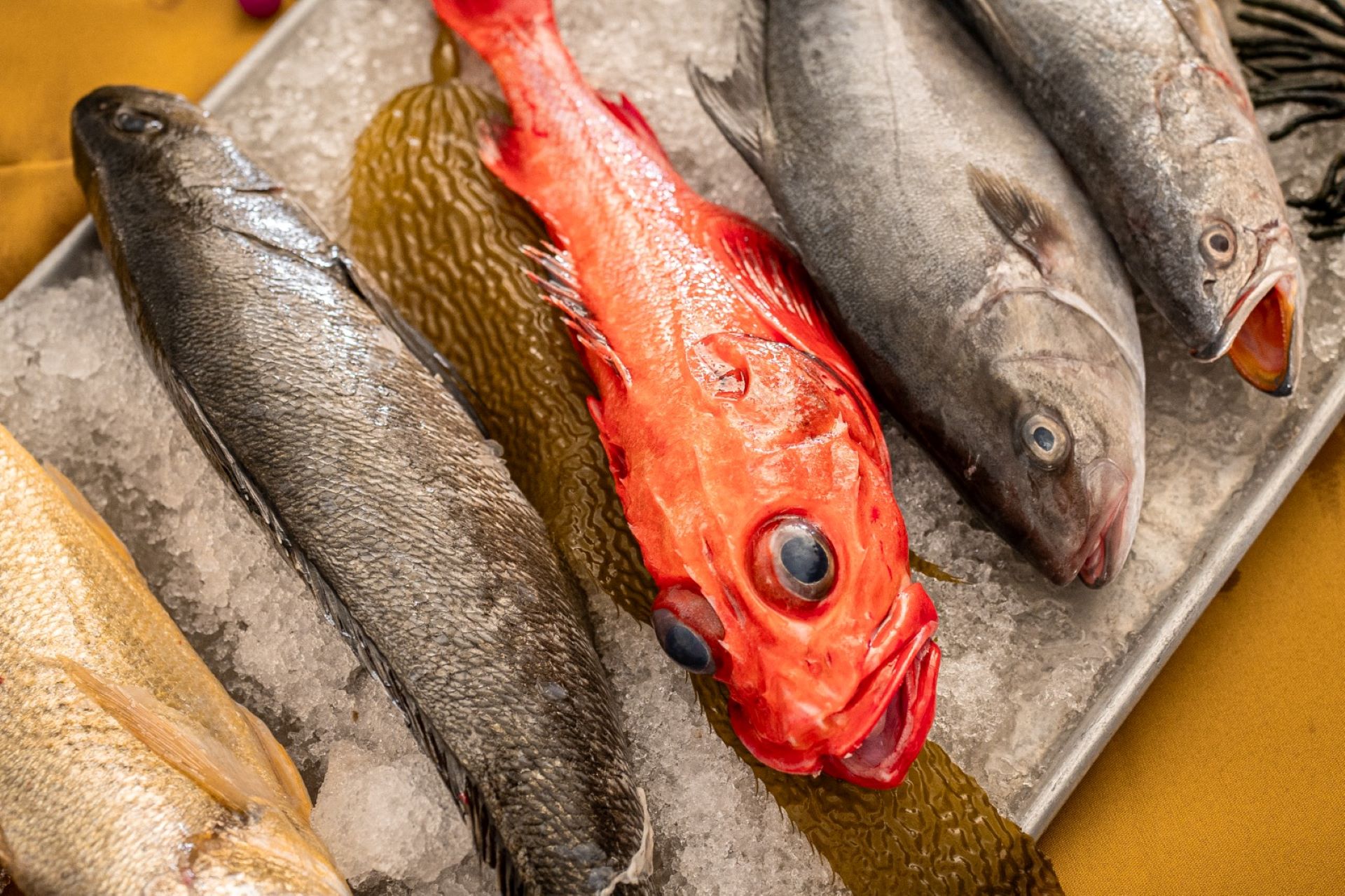 Llama Sepesca BC a seguir el consumo de pescados y mariscos durante todo el año