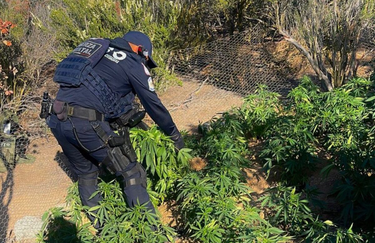 Localizan FESC y Sedena plantío de marihuana en inmediaciones del poblado El Hongo