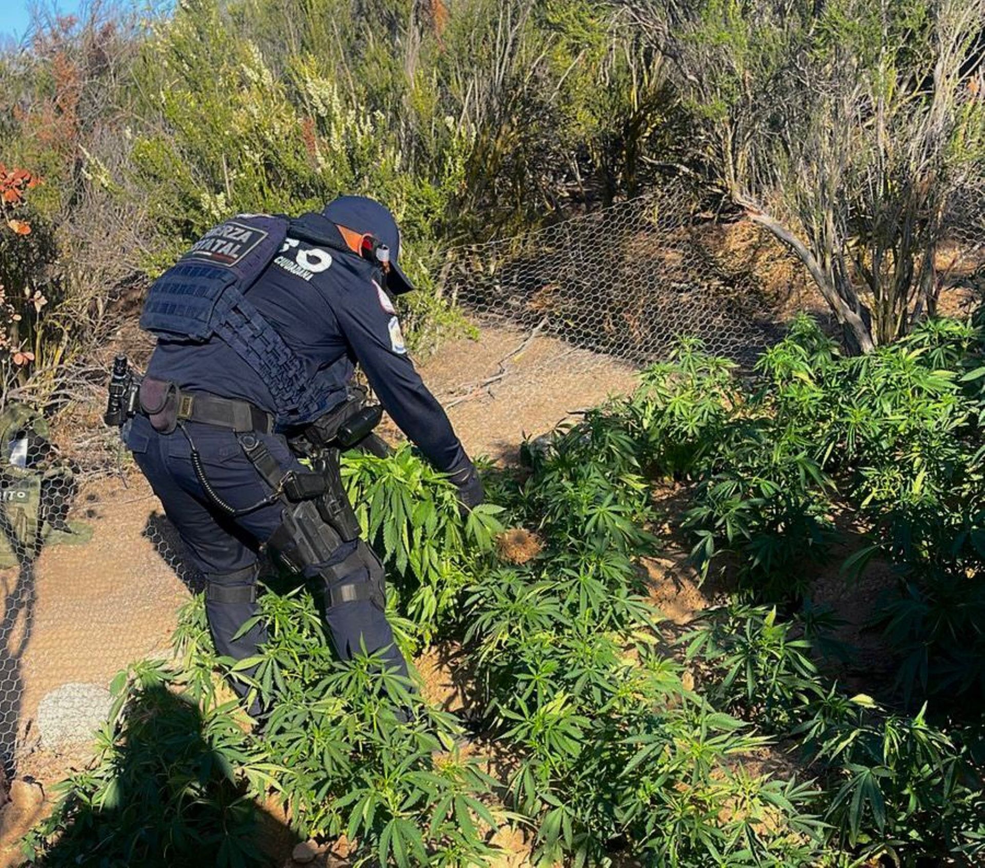 Localizan FESC y Sedena plantío de marihuana en inmediaciones del poblado El Hongo