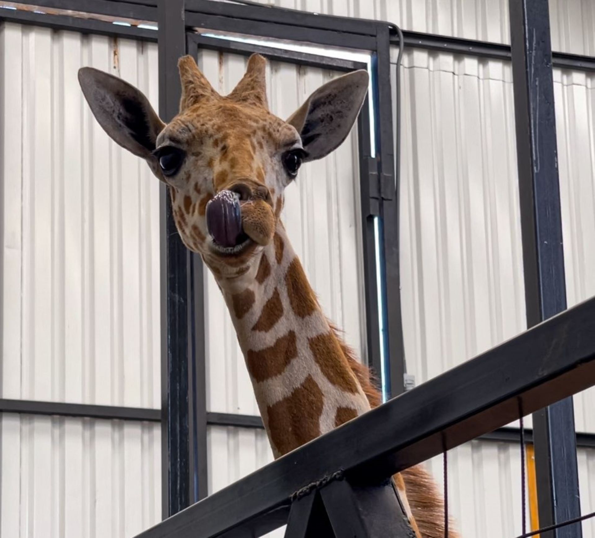 Llega Baako, la jirafa que promueve la conservación en Paipai Ecoturism Park