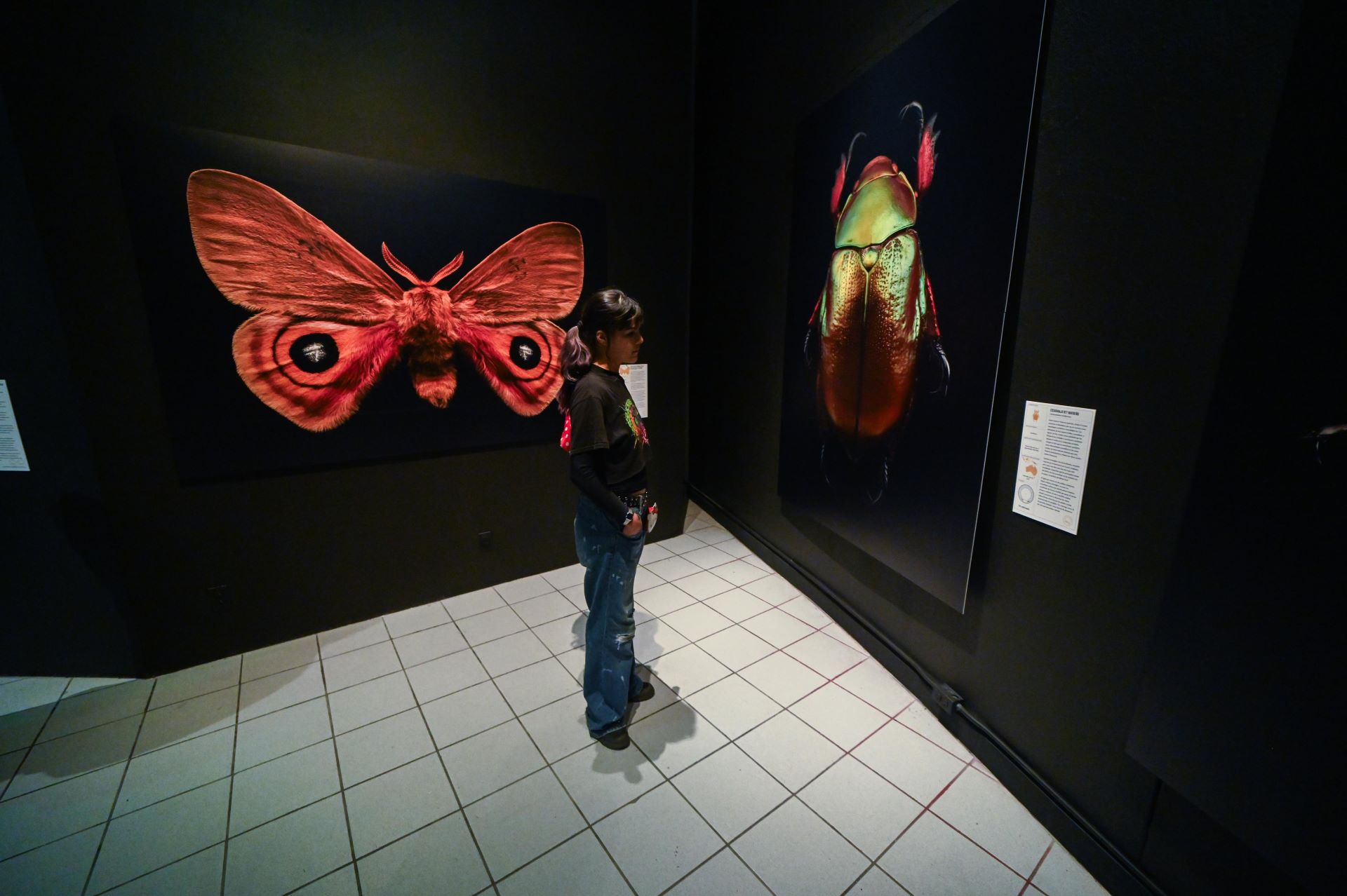 Ya se puede visitar, en la UABC, la exhibición “Insectos: extintos y en peligro”