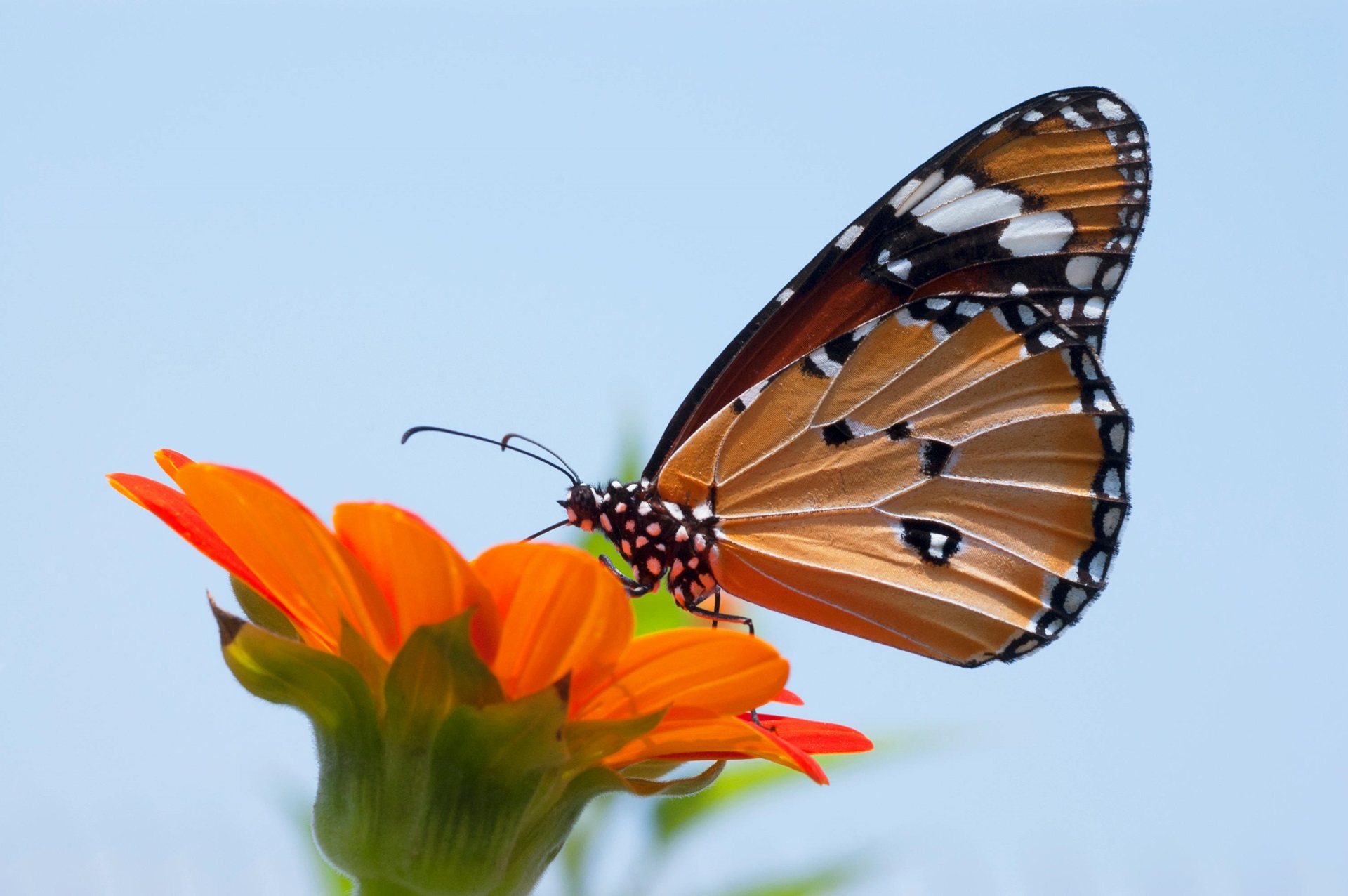 Conanp reúne a expertos para actualizar el Plan de Acción para conservar a la mariposa Monarca