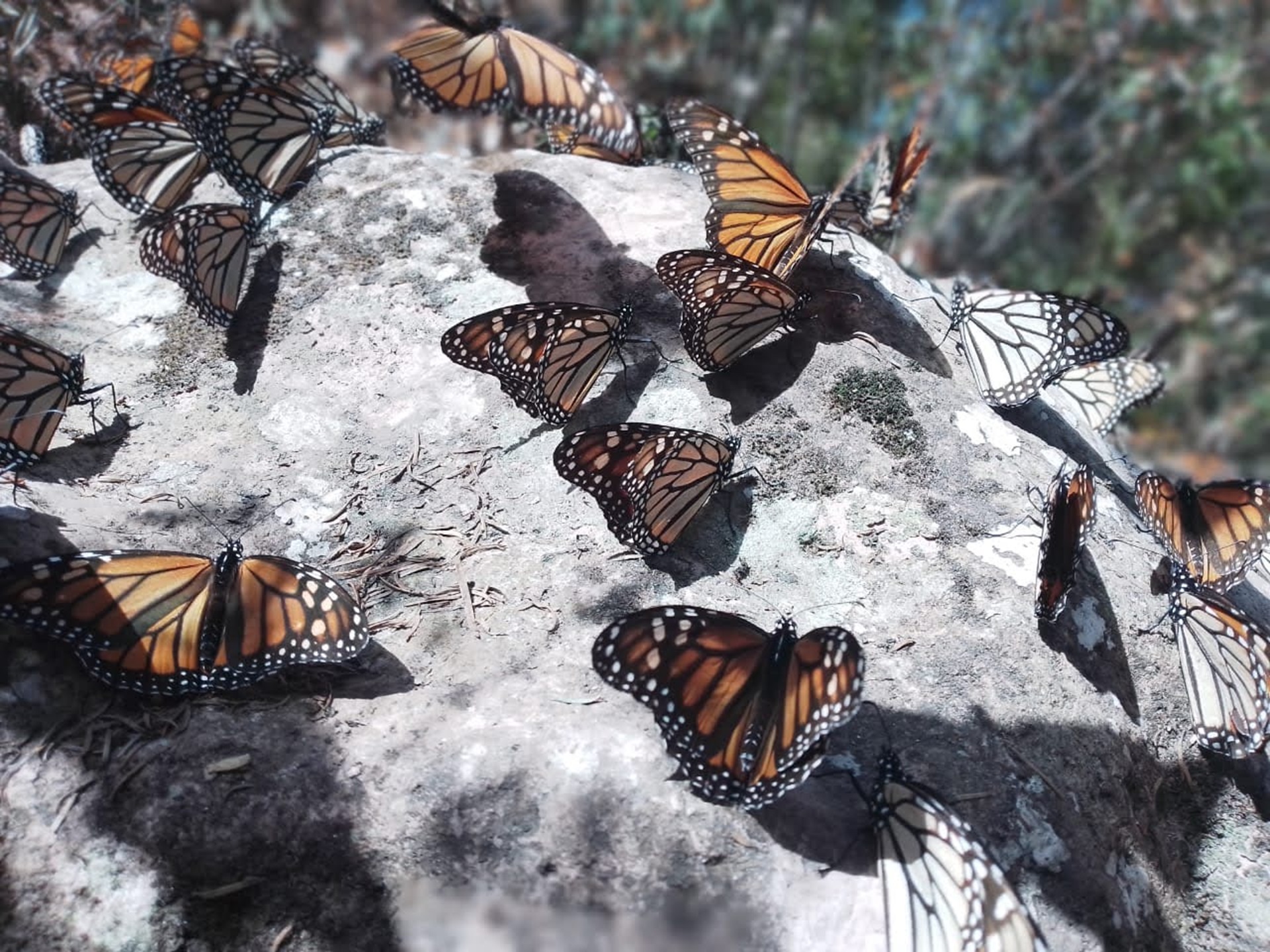 Nación Verde, ONG de Tijuana, apuesta por la reforestación y resiliencia para proteger la ruta migratoria de la mariposa monarca