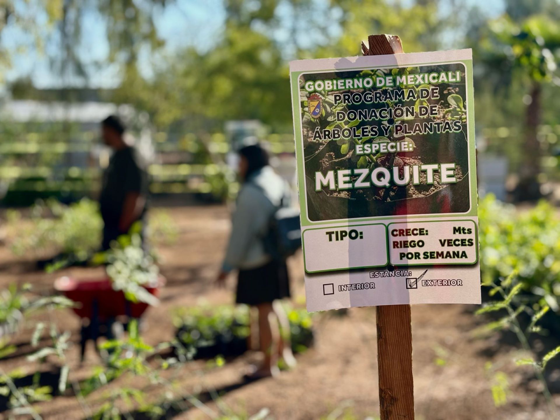 Inicia Gobierno de Mexicali con la campaña de donación de árboles y plantas