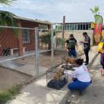 Rescatan a cinco caninos por parte de la fiscalía regional tras cateos por crueldad animal