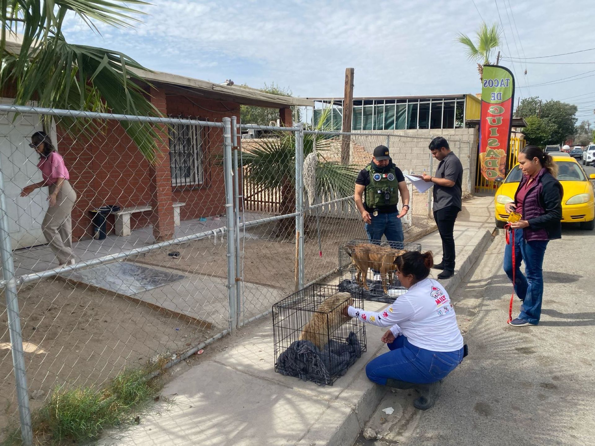 Rescatan a cinco caninos por parte de la fiscalía regional tras cateos por crueldad animal