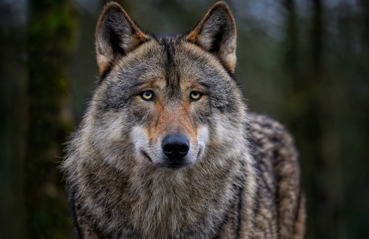 Lobos con piel de oveja