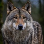 Lobos con piel de oveja