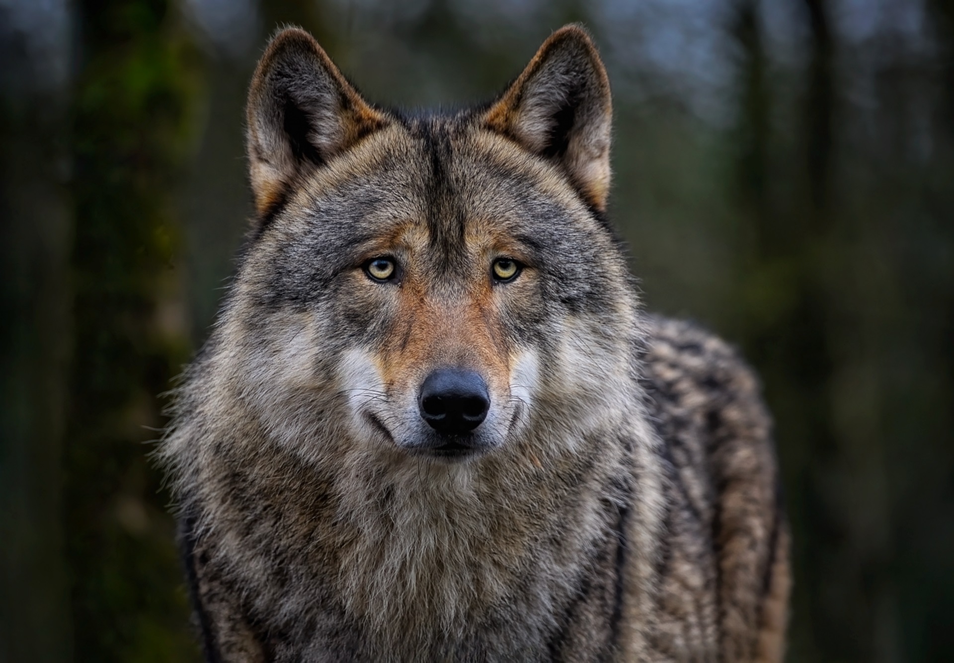 Lobos con piel de oveja