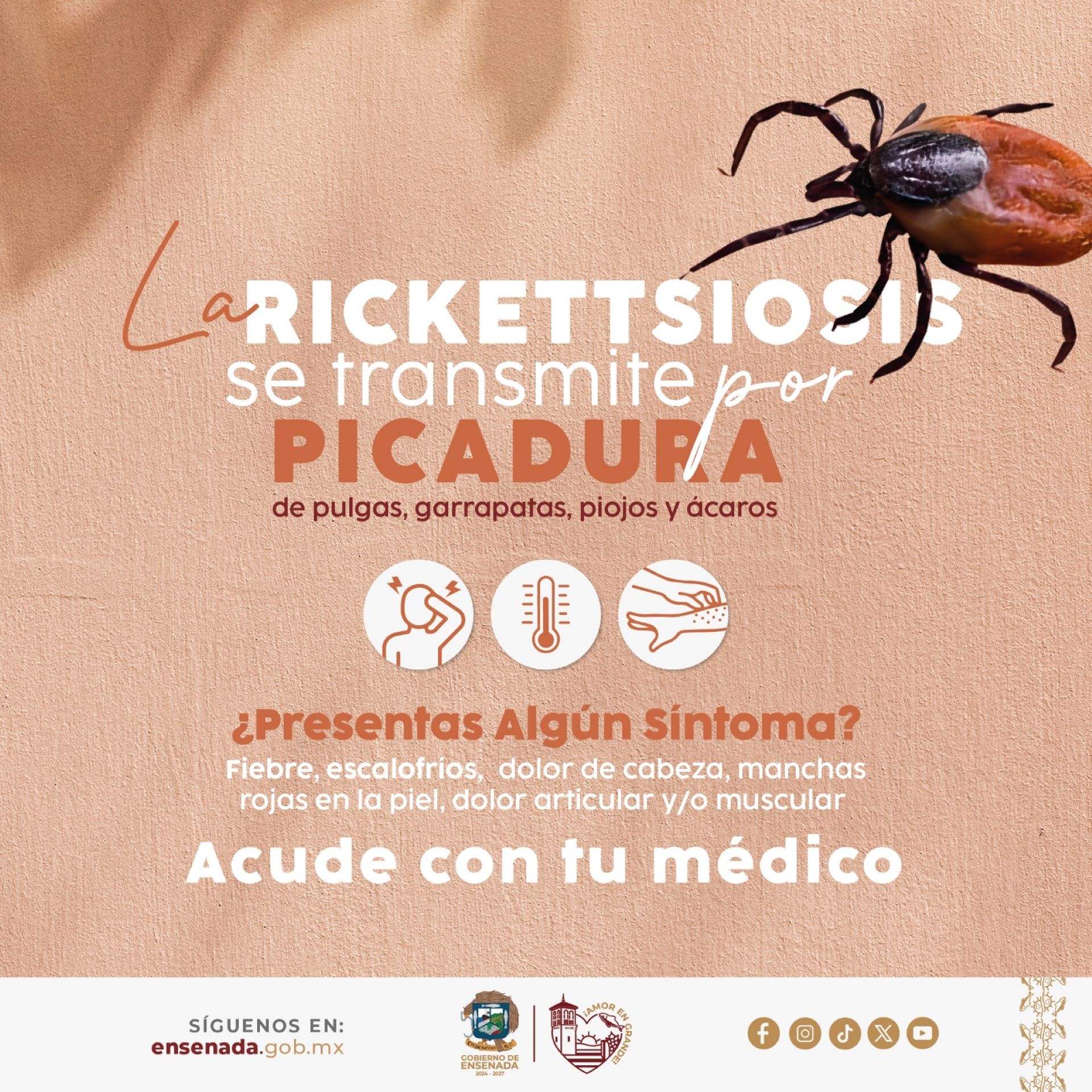 Exhorta gobierno de Claudia Agatón a sumarse a la prevención de la rickettsiosis