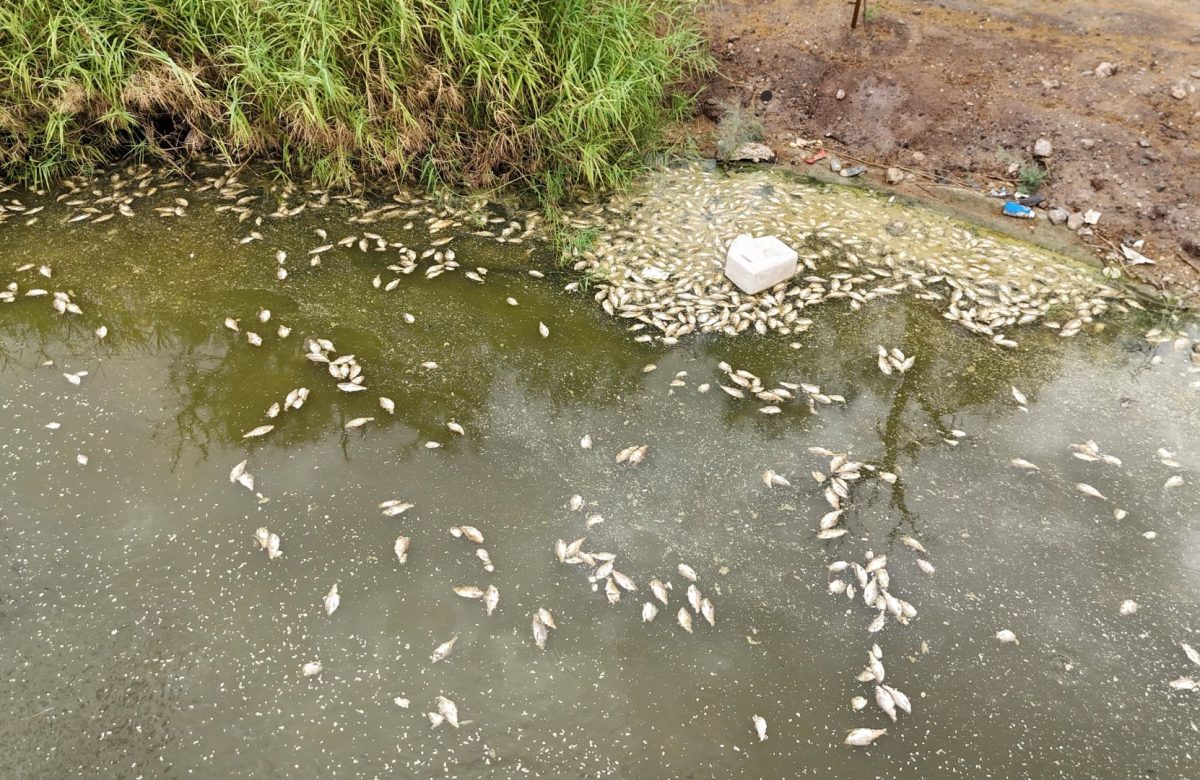 Detecta CESPM fenómeno de vuelco térmico en lagunas de Mexicali