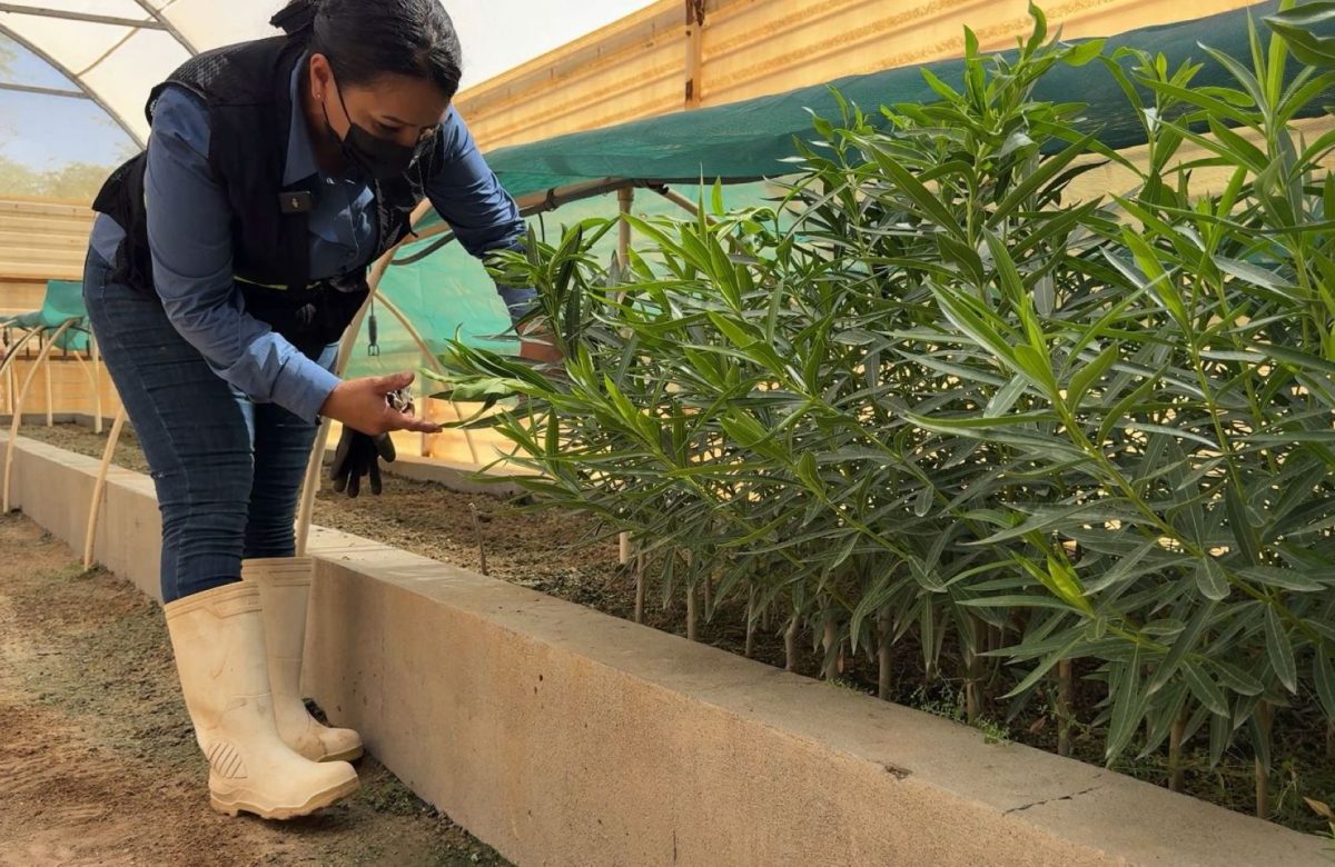 CESPM impulsa la producción de más de 5 mil plantas en el vivero de Las Arenitas