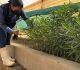 CESPM impulsa la producción de más de 5 mil plantas en el vivero de Las Arenitas