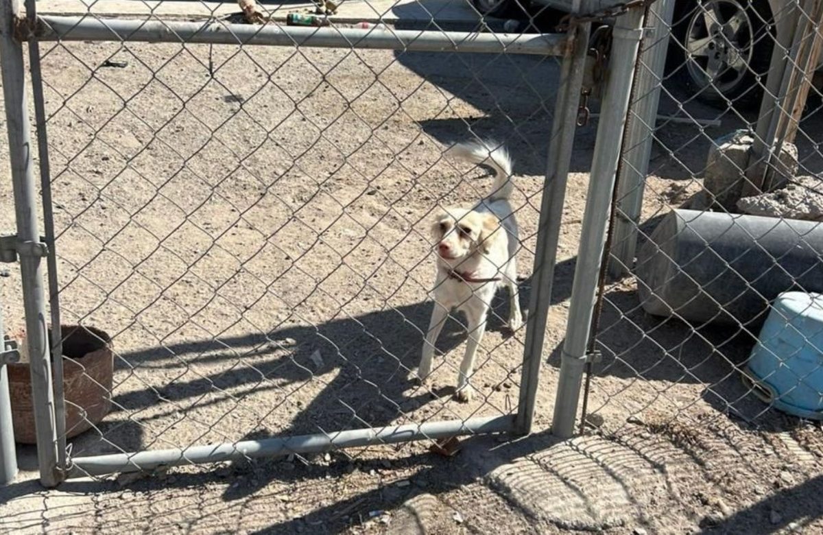 Rescata FGE a tres canes tras denuncia por crueldad animal en Mexicali