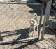 Rescata FGE a tres canes tras denuncia por crueldad animal en Mexicali