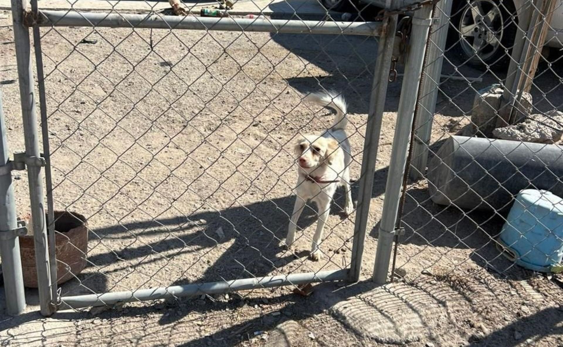 Rescata FGE a tres canes tras denuncia por crueldad animal en Mexicali
