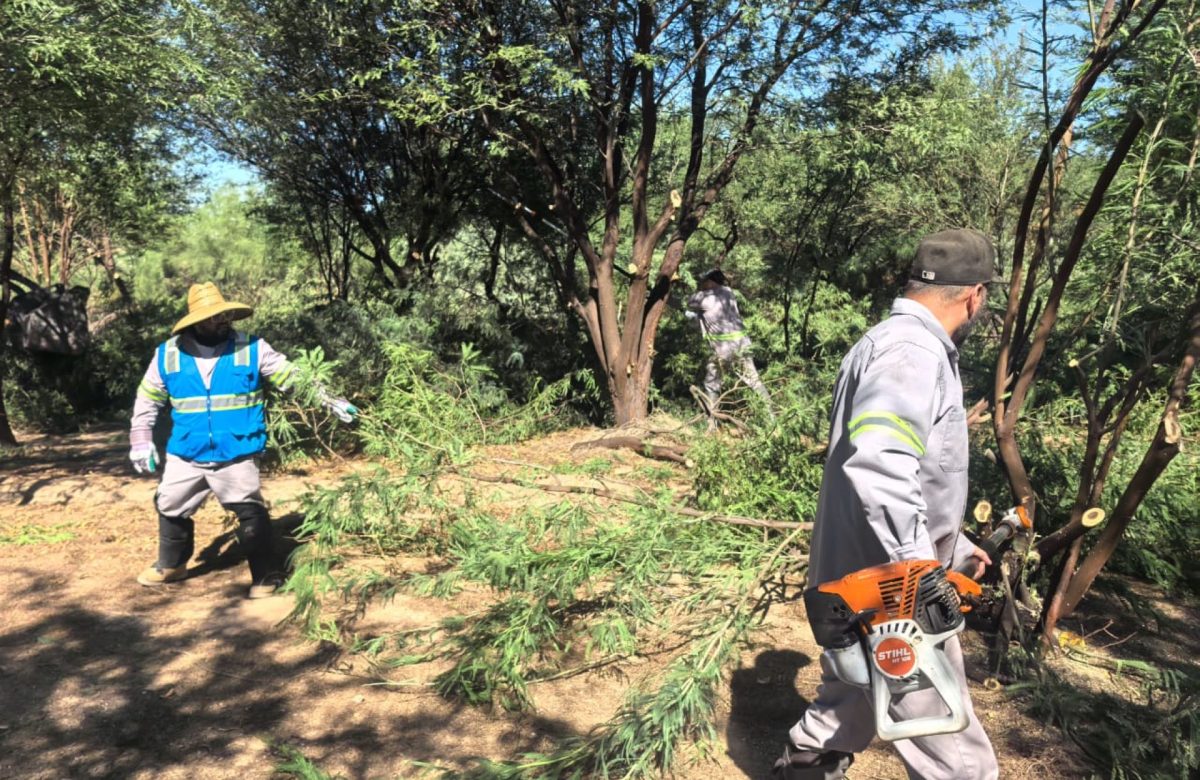 CESPM realiza jornada de poda en el área forestada de la planta de tratamiento Las Arenitas
