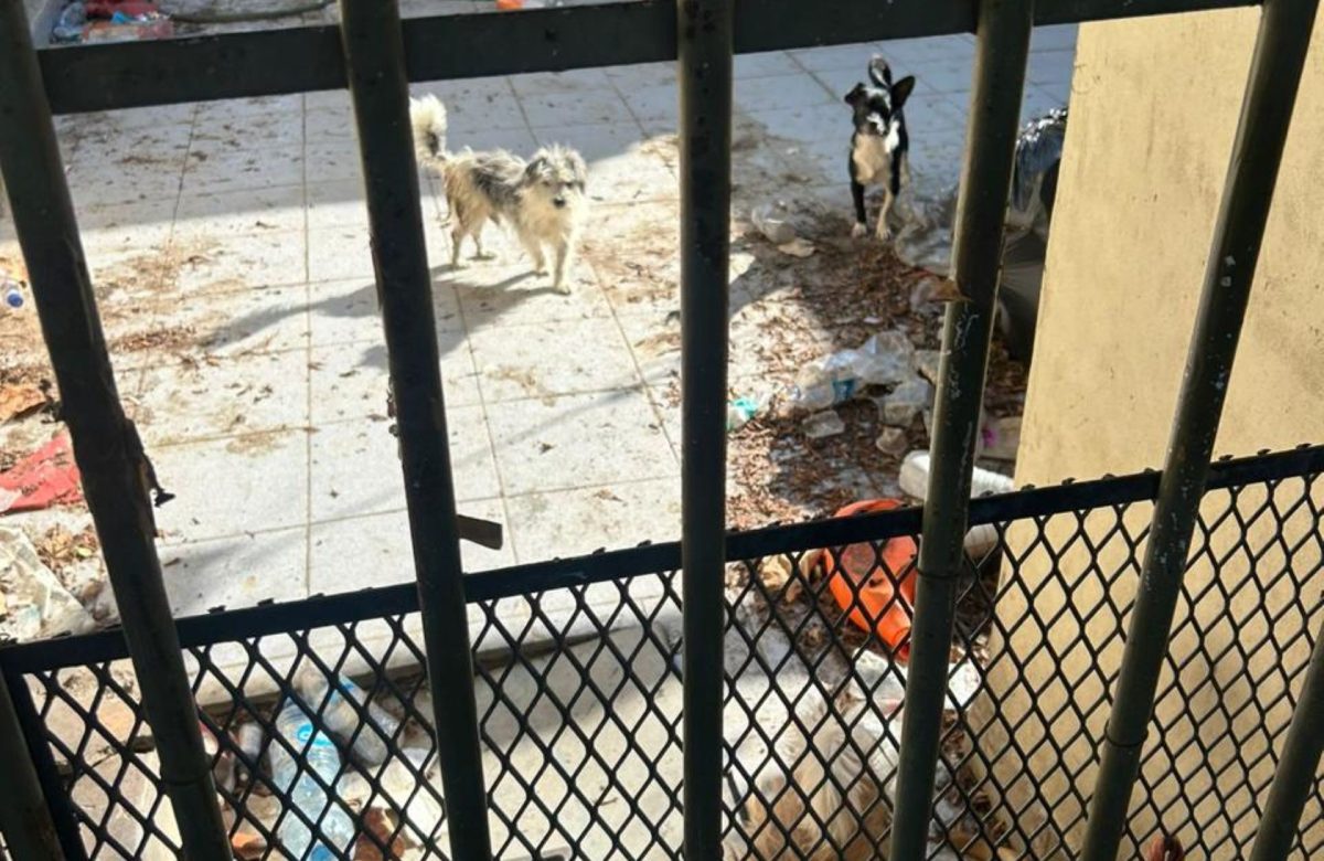 Implementa FGE cateo por caso de maltrato animal en el fraccionamiento Villa Colonial