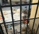 Implementa FGE cateo por caso de maltrato animal en el fraccionamiento Villa Colonial